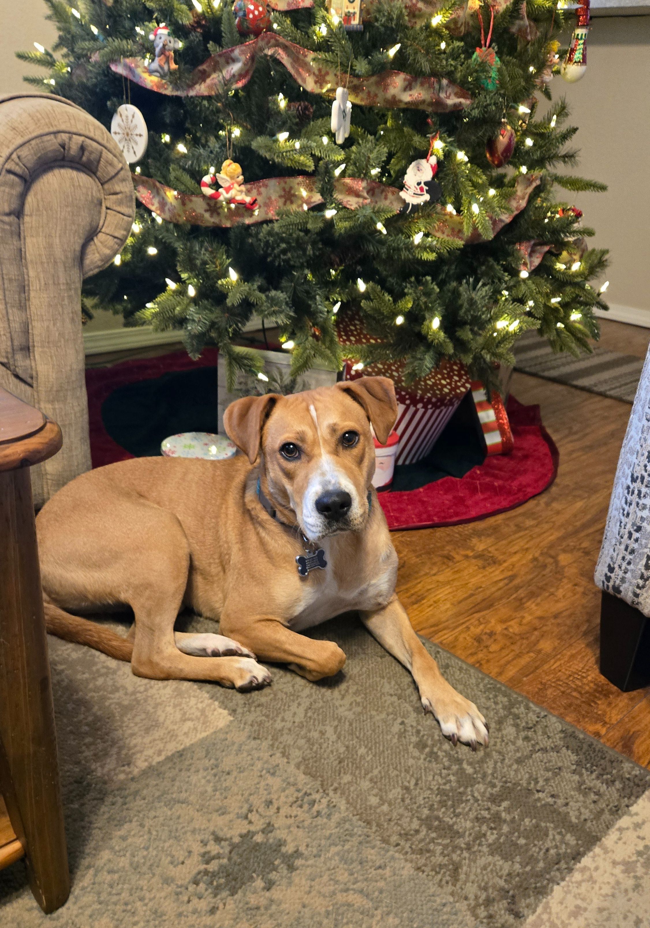 Help Find Our Sweet, Skittish Tan Dog!