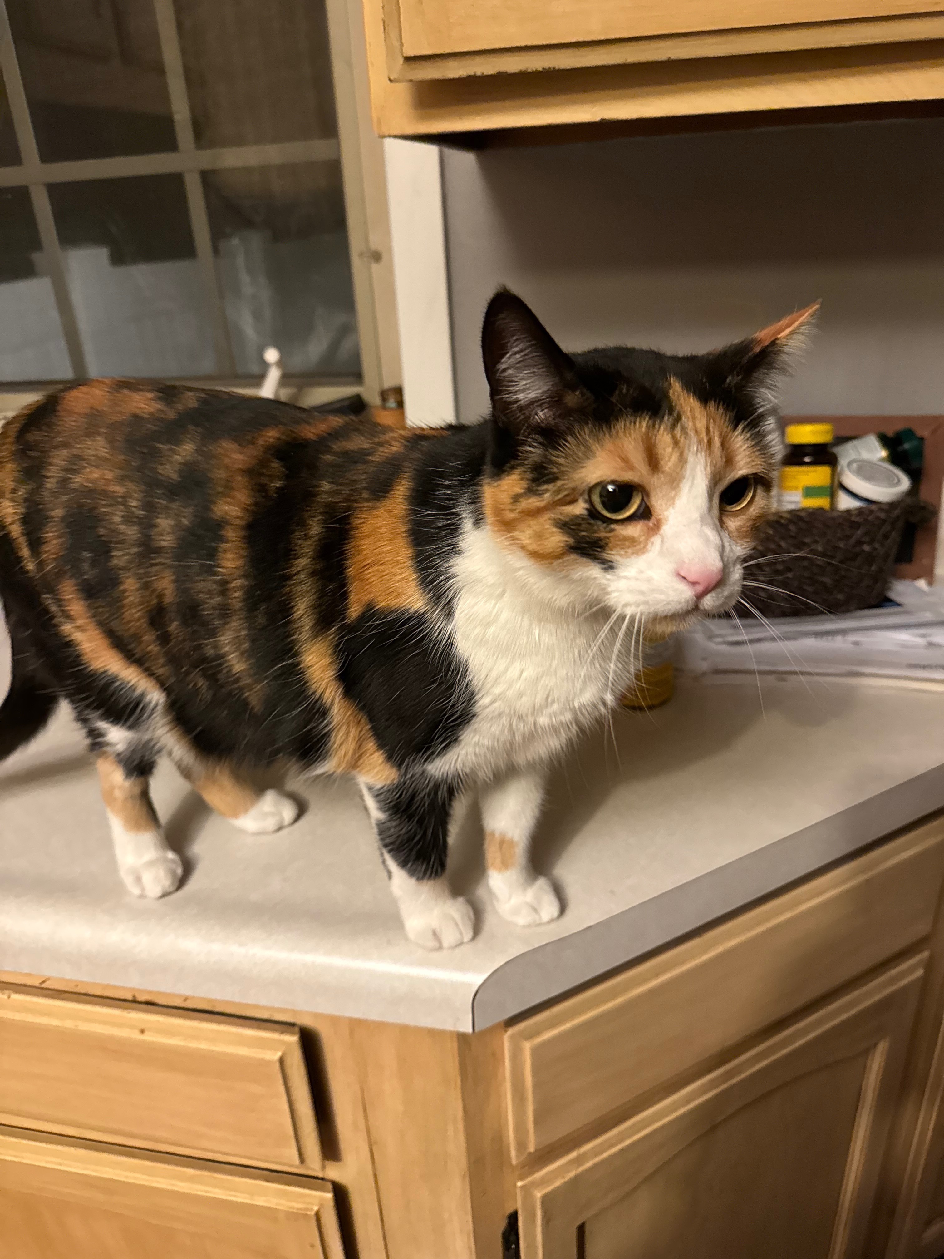 Lost Calico Cat: Air Tag Collar, Des Moines