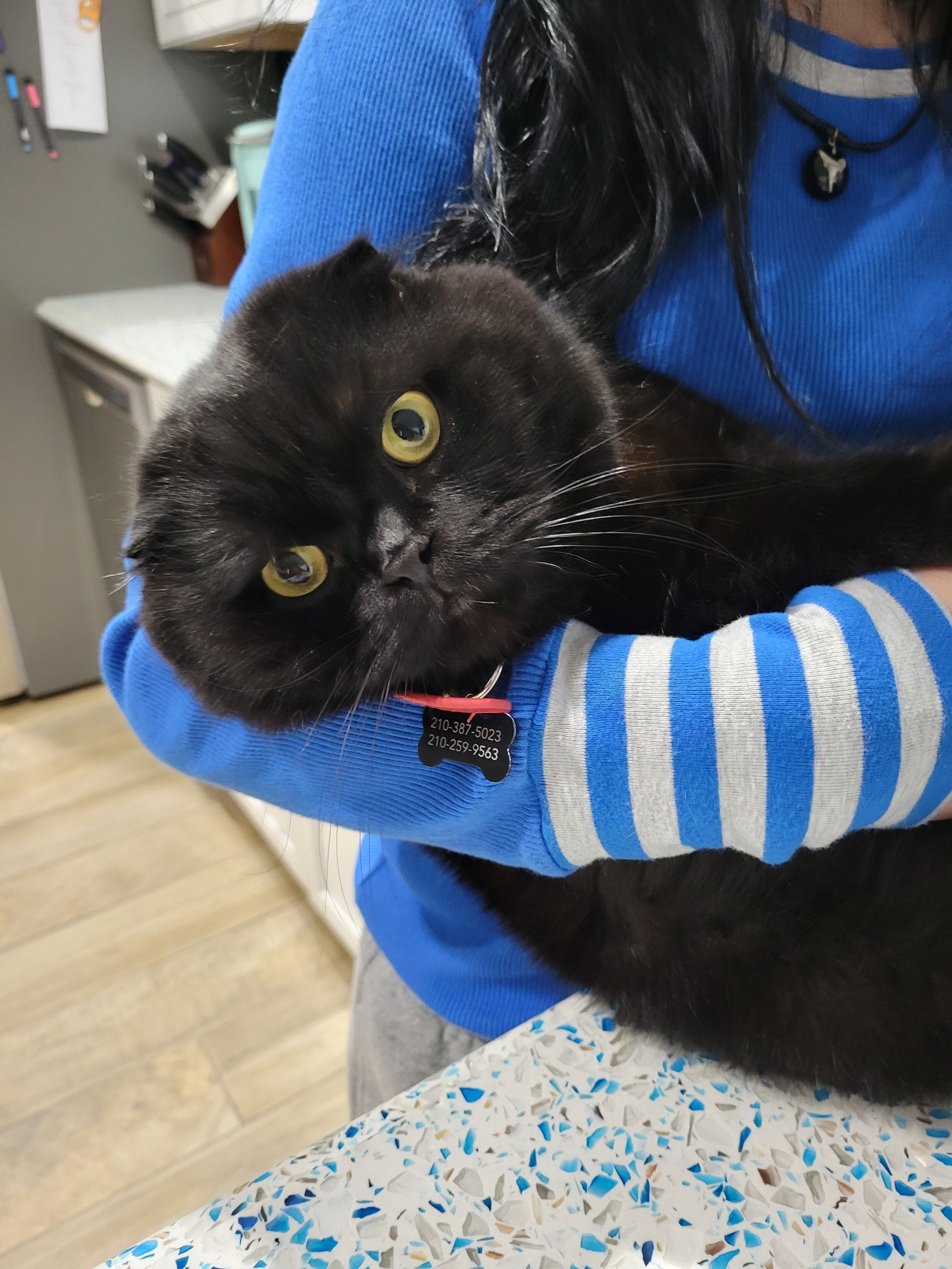 Lost Black Scottish Fold Cat in San Antonio
