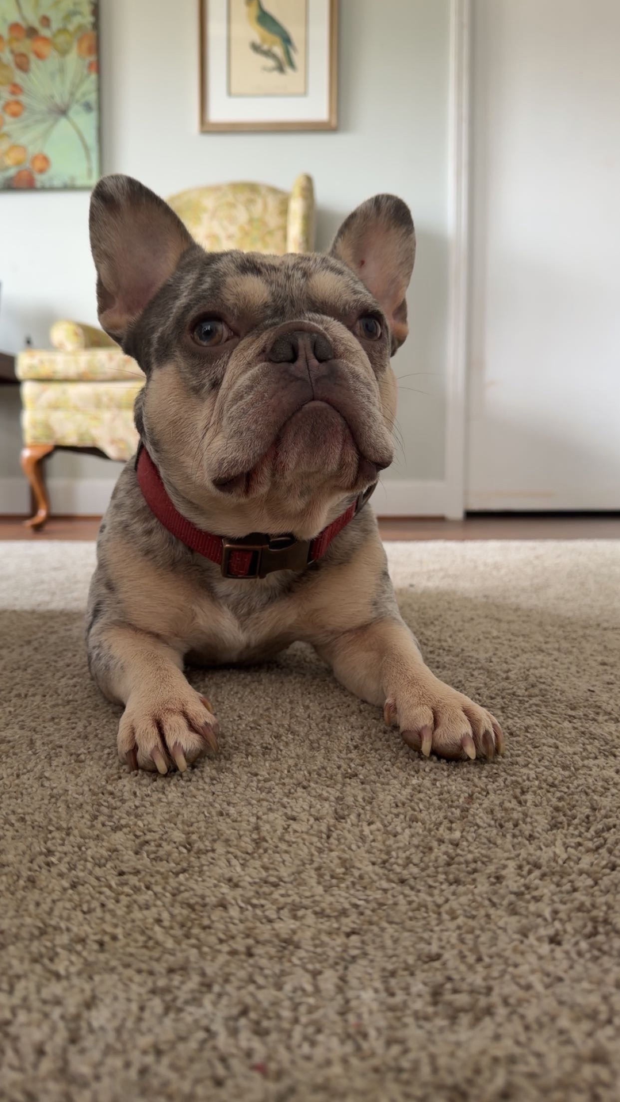 Lost Frenchie Merle: Hit by BMW, Injured