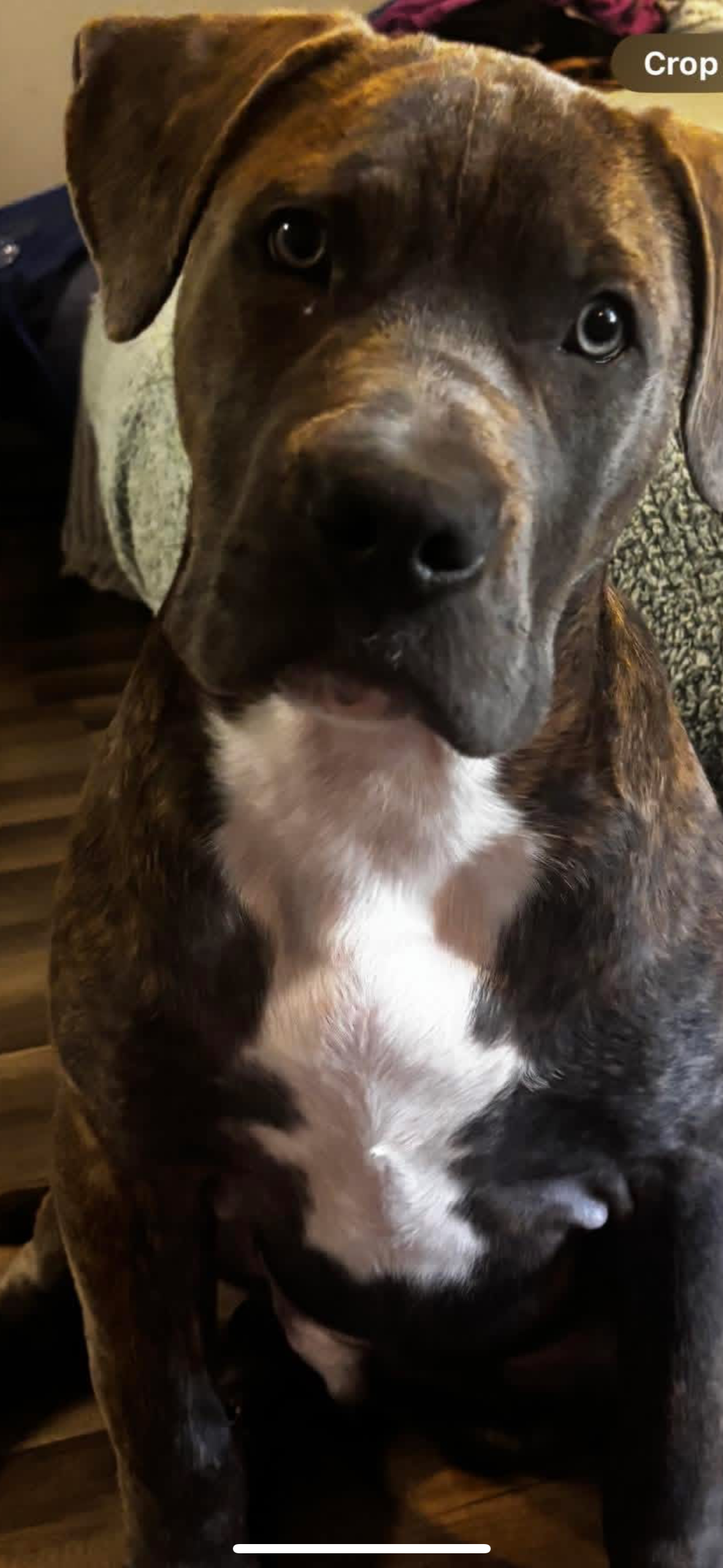 Lost Brindle Dog in Philly Snow