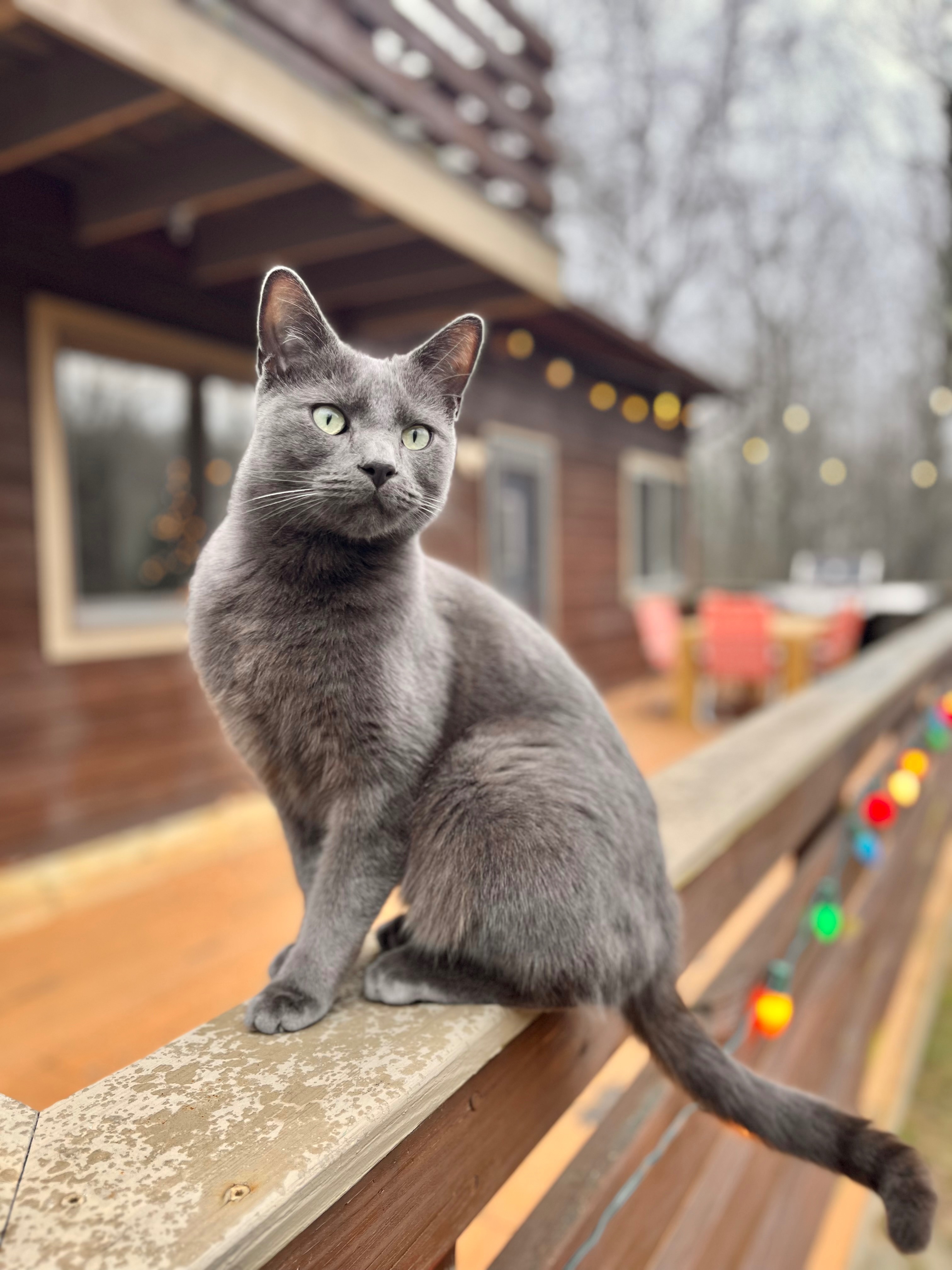 Lost Grey Cat: Green Eyes, Marshall Area