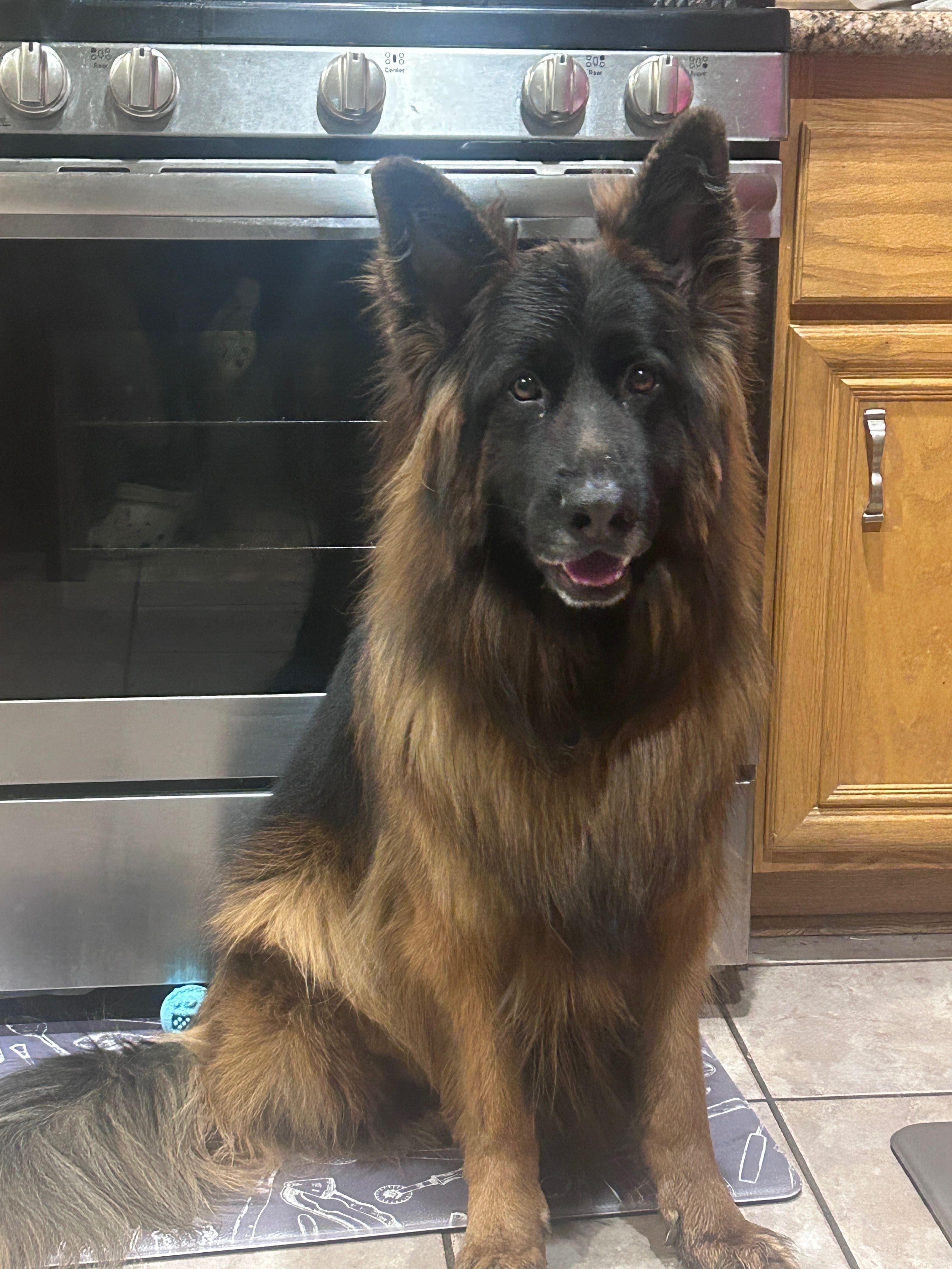 Lost German Shepherd: Osman in Las Vegas