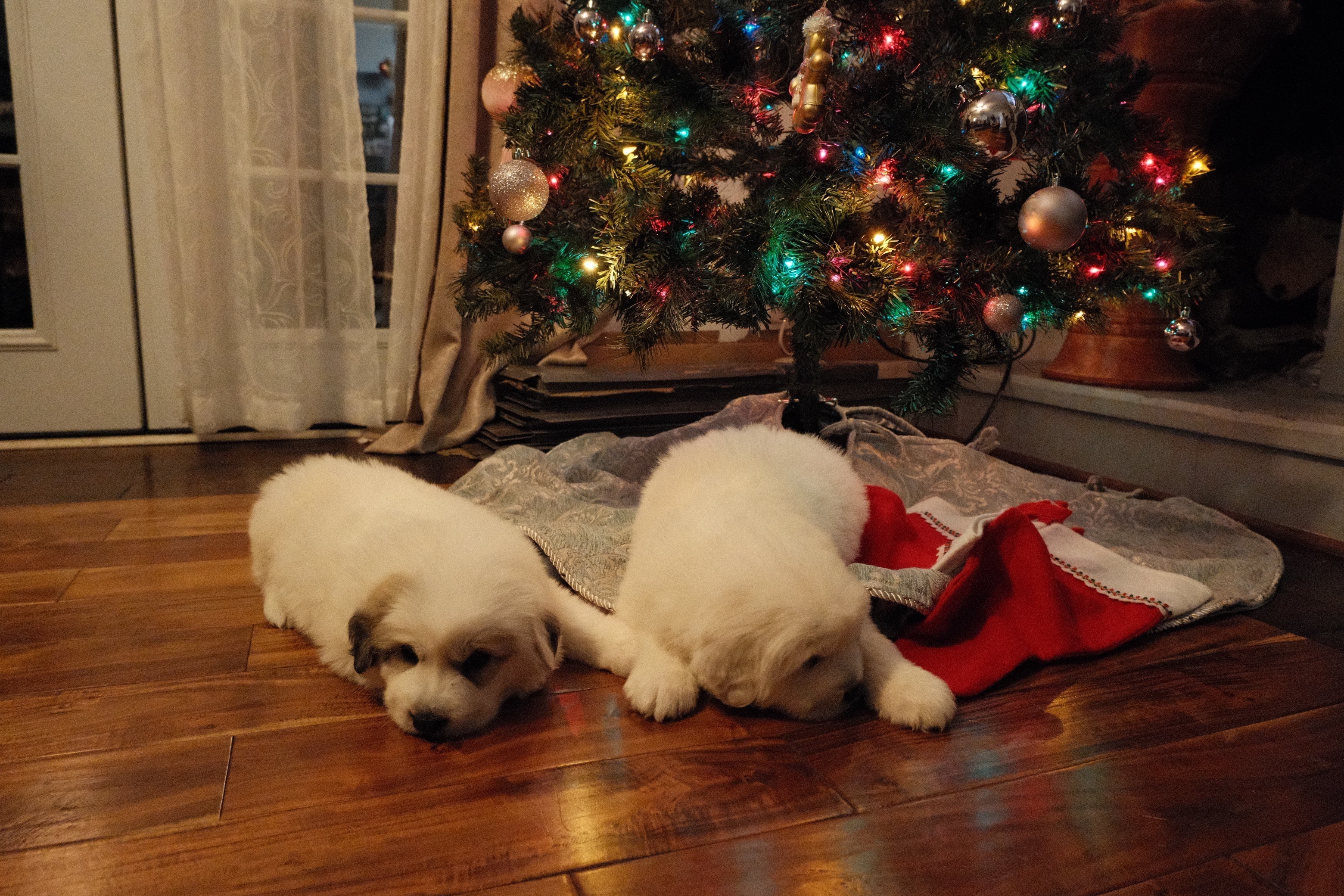 Lost Dog: Gray-Spotted Near Will Rd 539