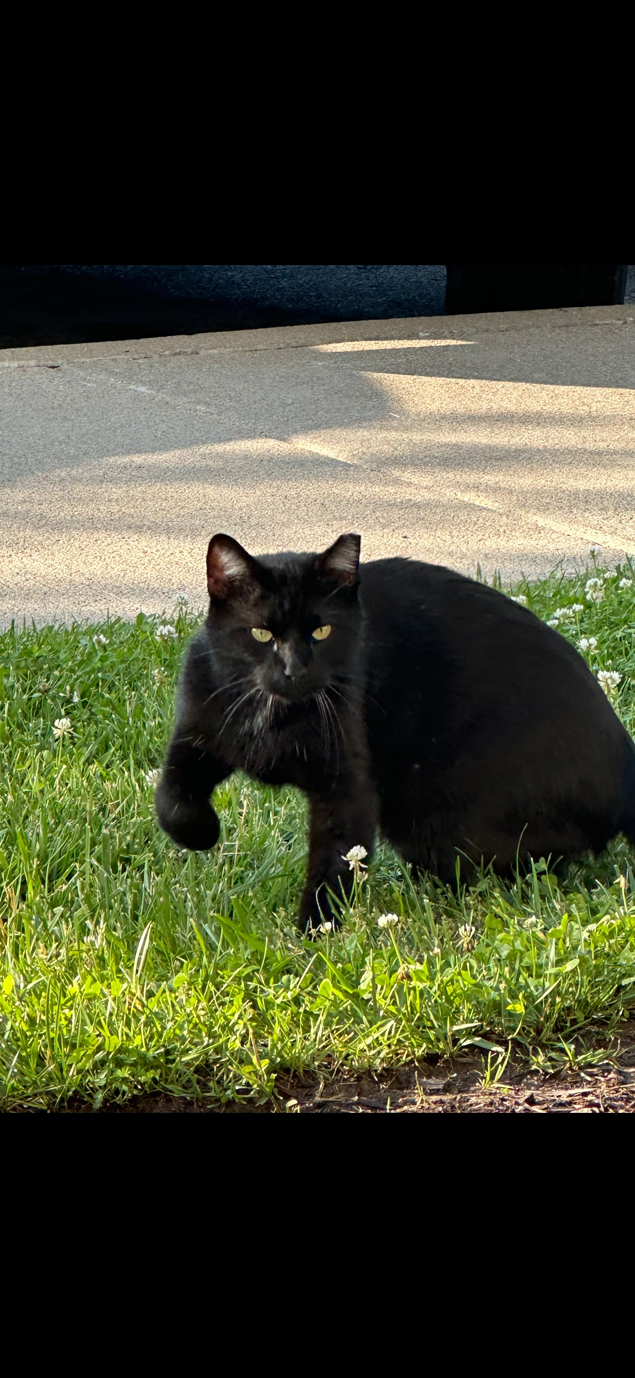 Lost: Black Cat Romeo in Louisville Area