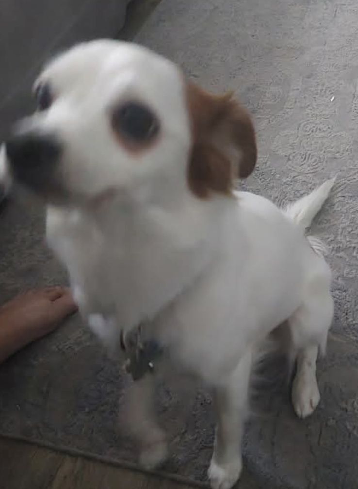 Fast Runner: Spotted Jack-Chi Lost in Mesa