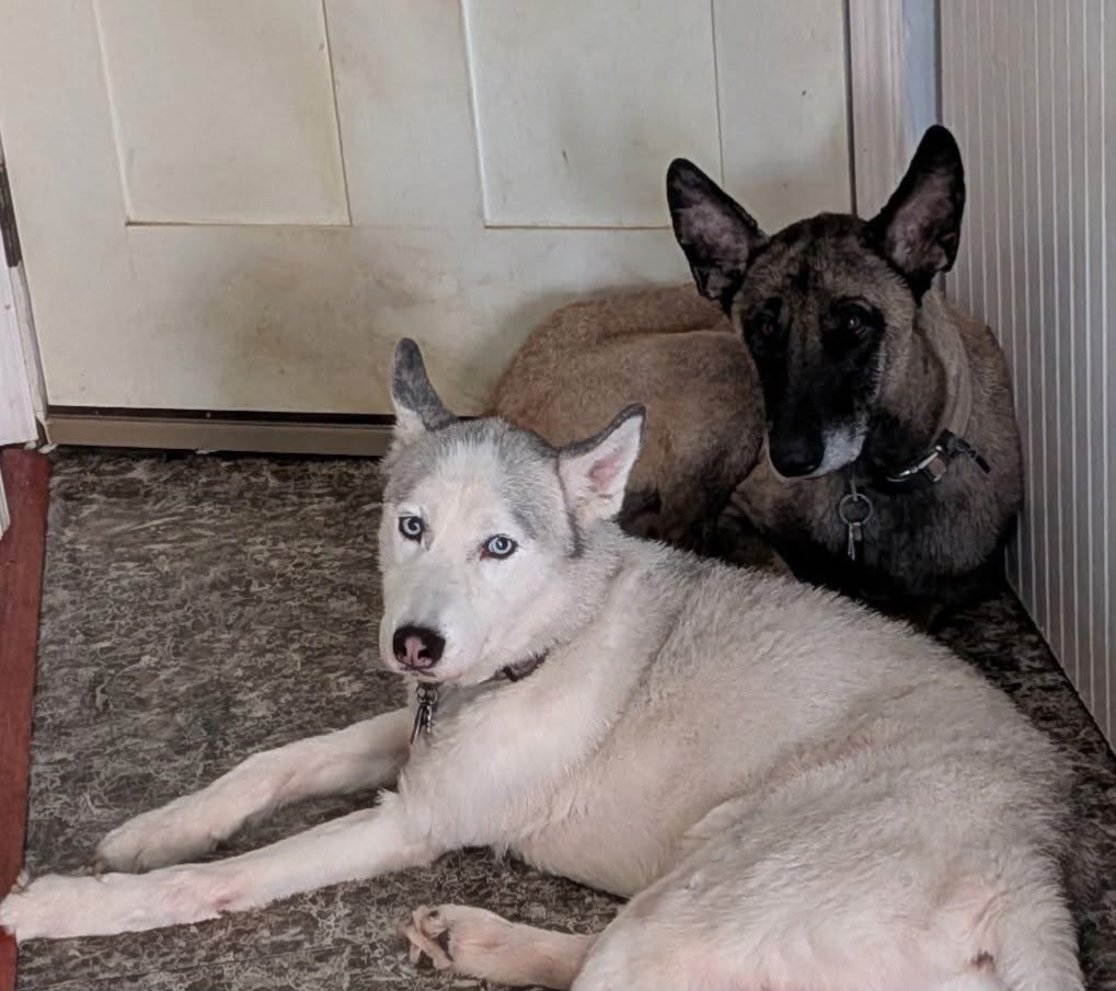 Lost Dogs: Help Find Them in Queens!