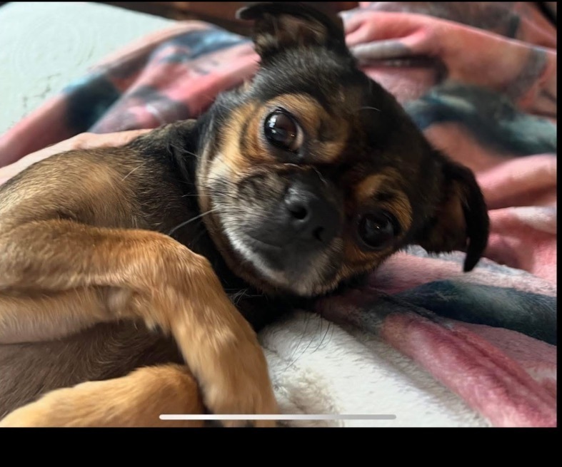 Lost Brown Chihuahua Mix in Columbia