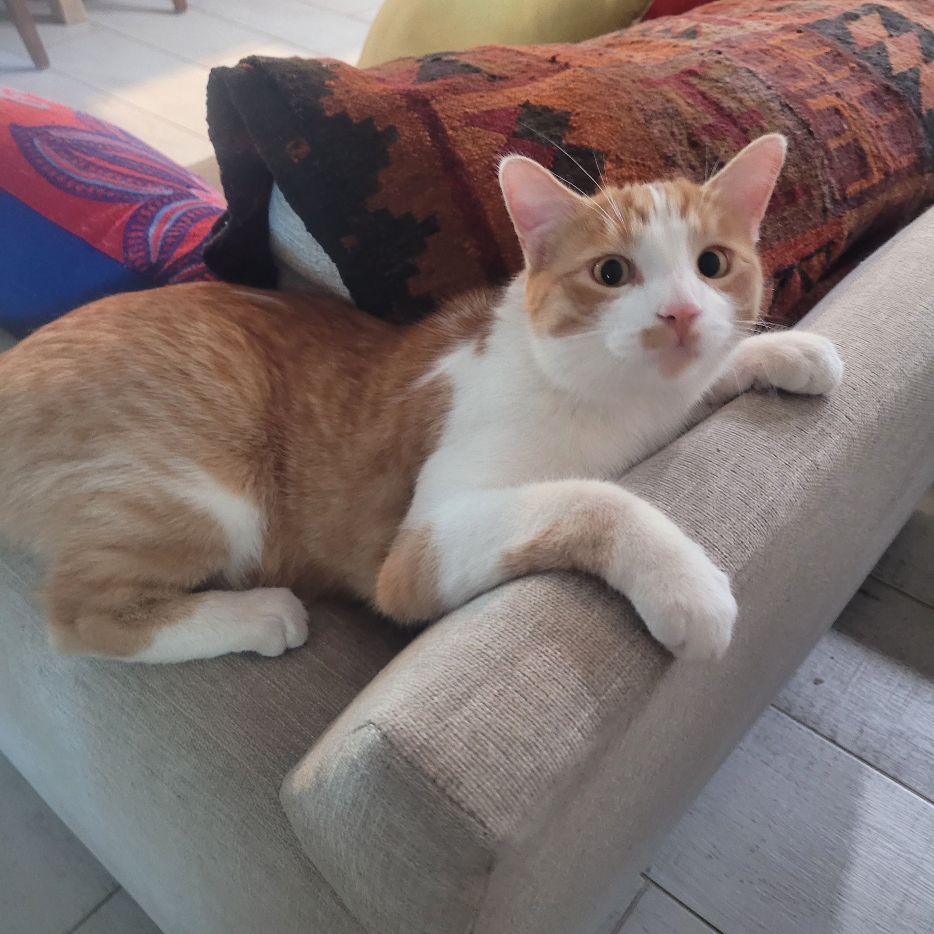Lost: Fiesty Orange Tabby, East Tucson