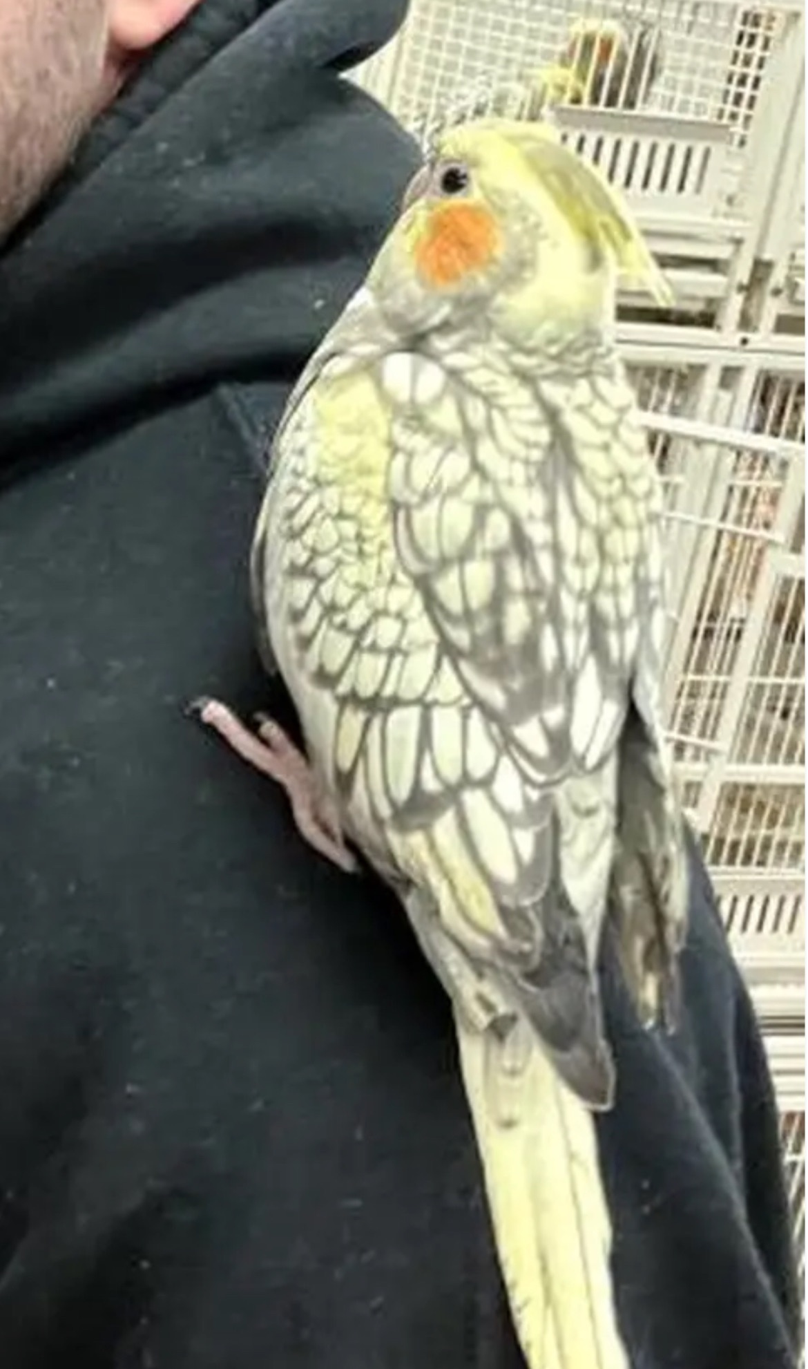 Lost Cockatiel Lola: Help Us Find Her!