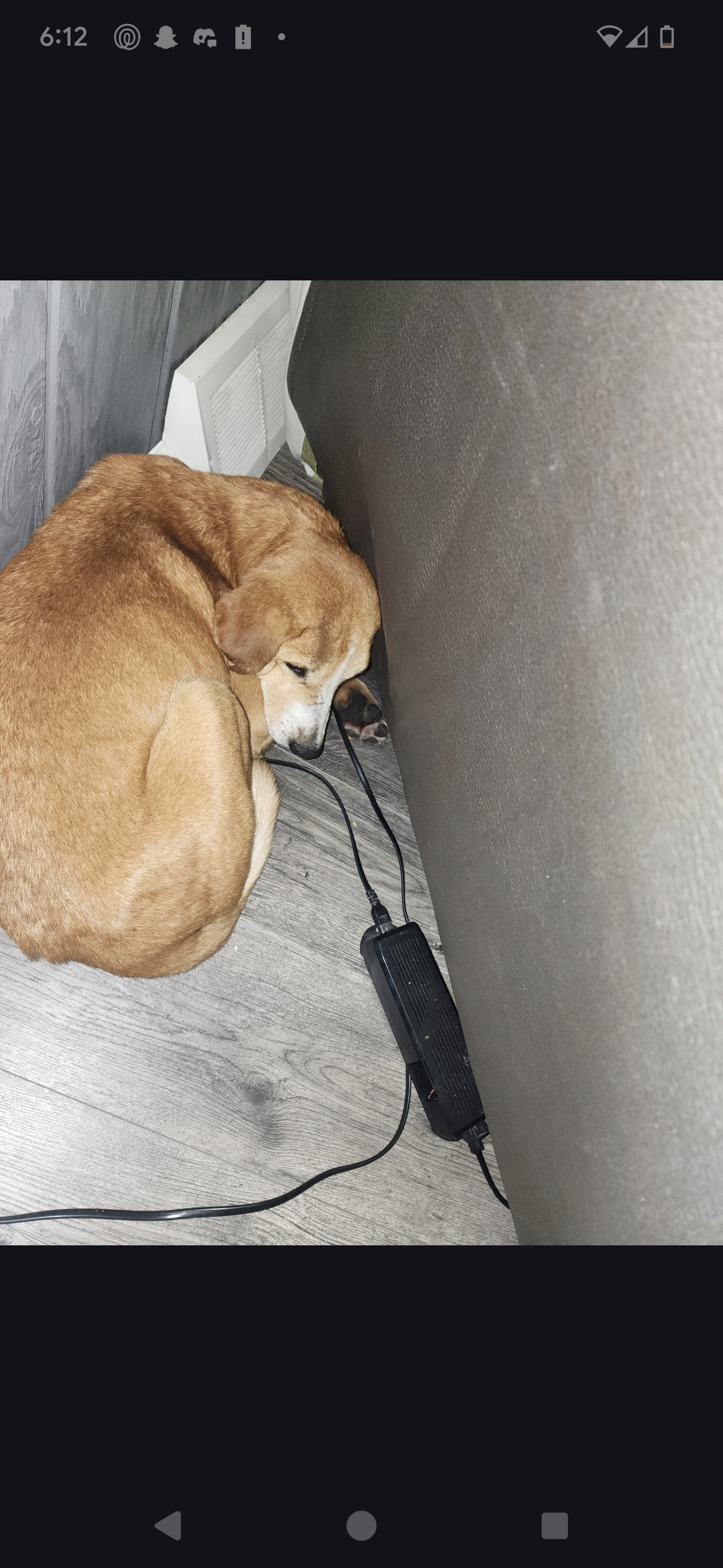 Found: Elderly Dog Missing Front Teeth