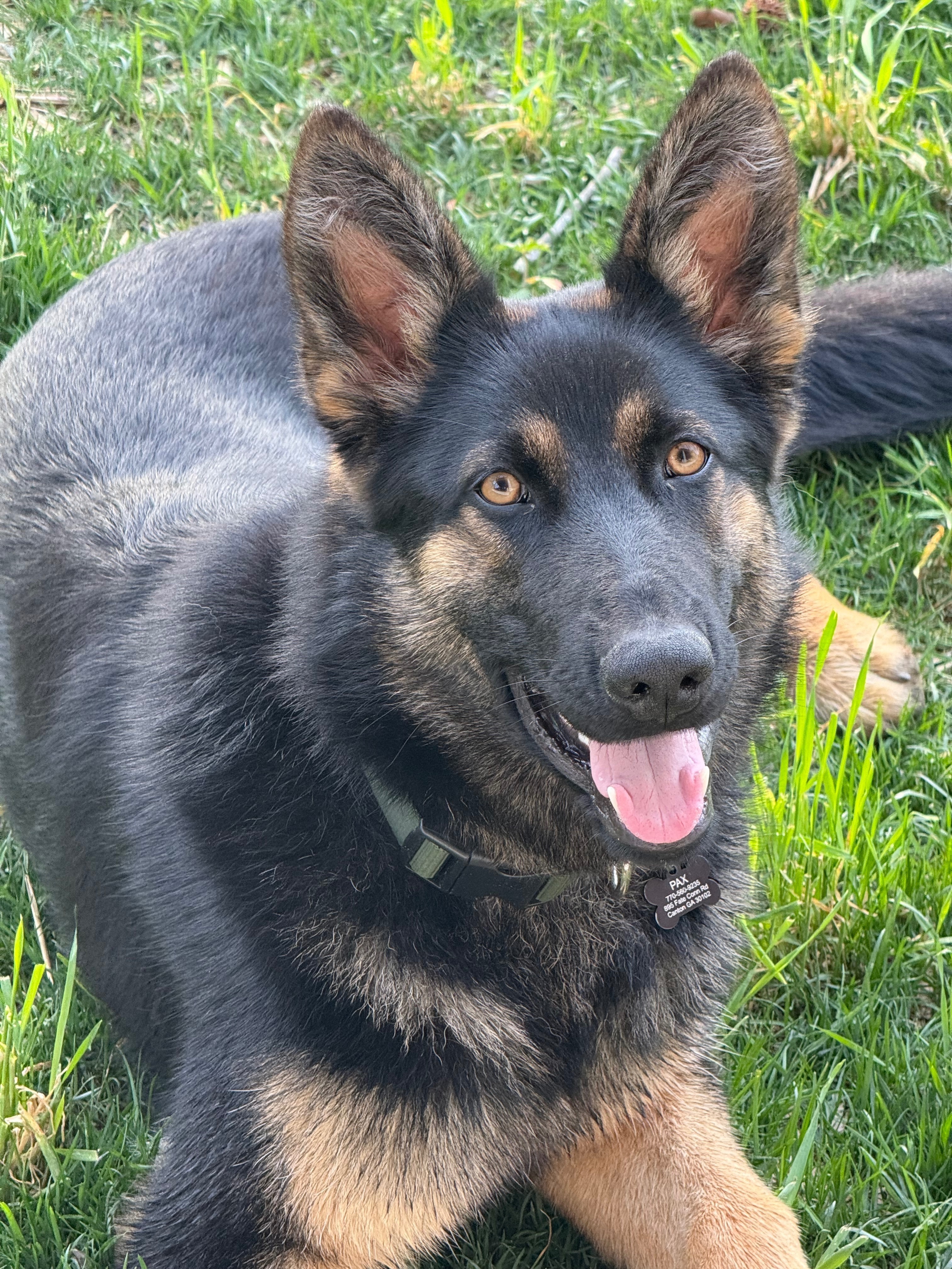 Lost: Sweet 1-Year-Old German Shepherd