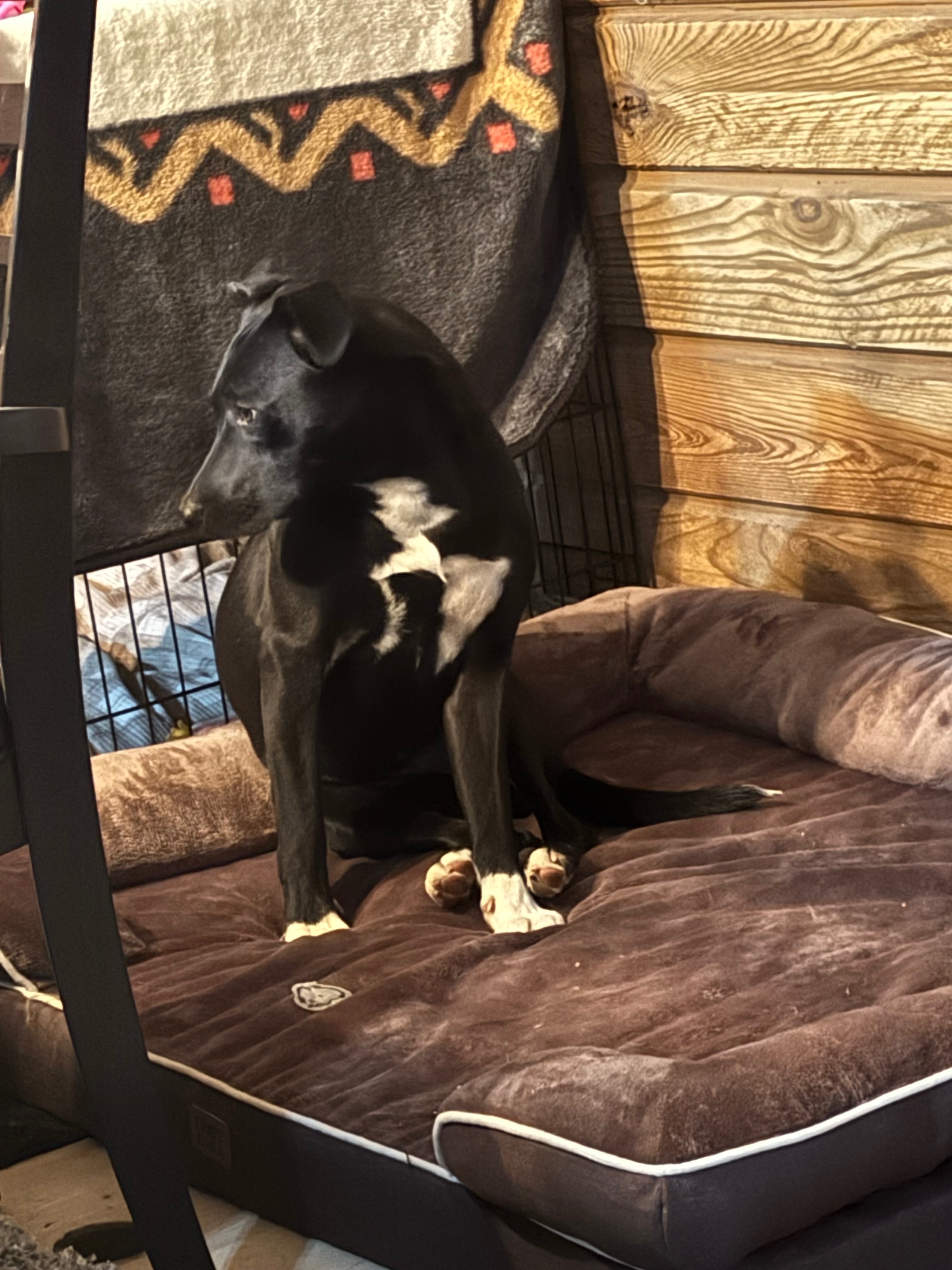 Lost Black Lab Mix: White Paws, Pace Rd