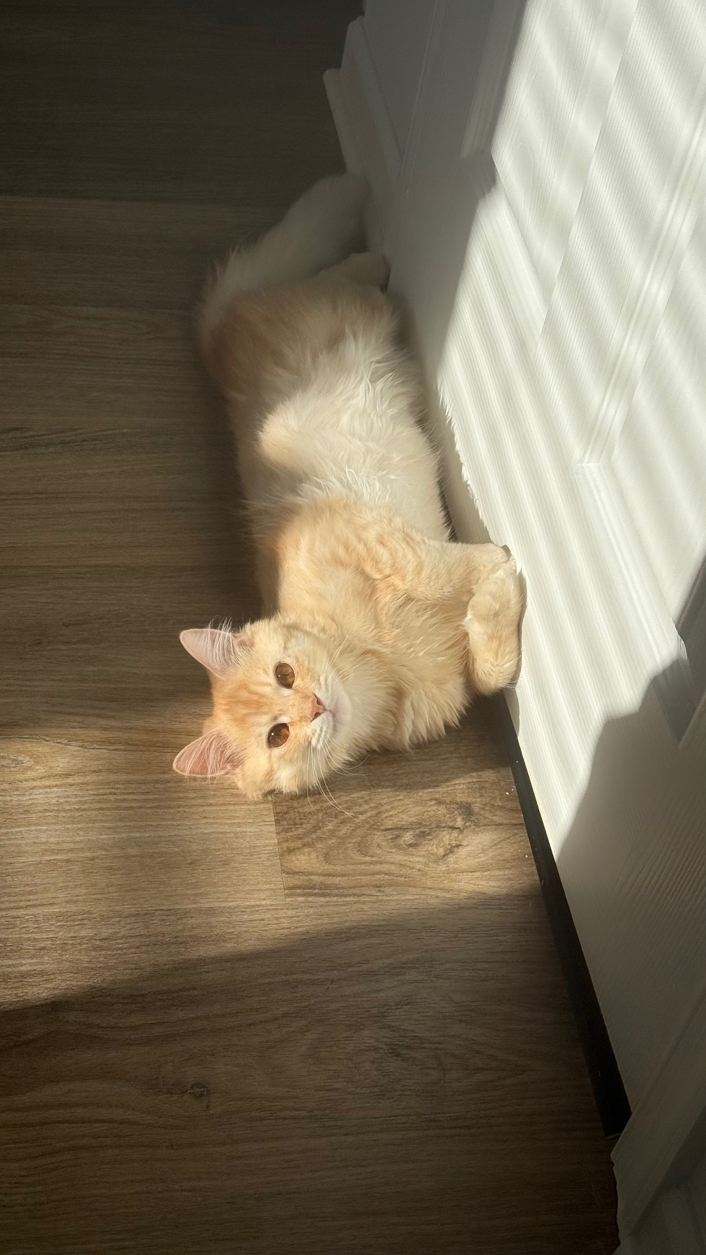 Lost Indoor Cat: Green Coat on Park Ave