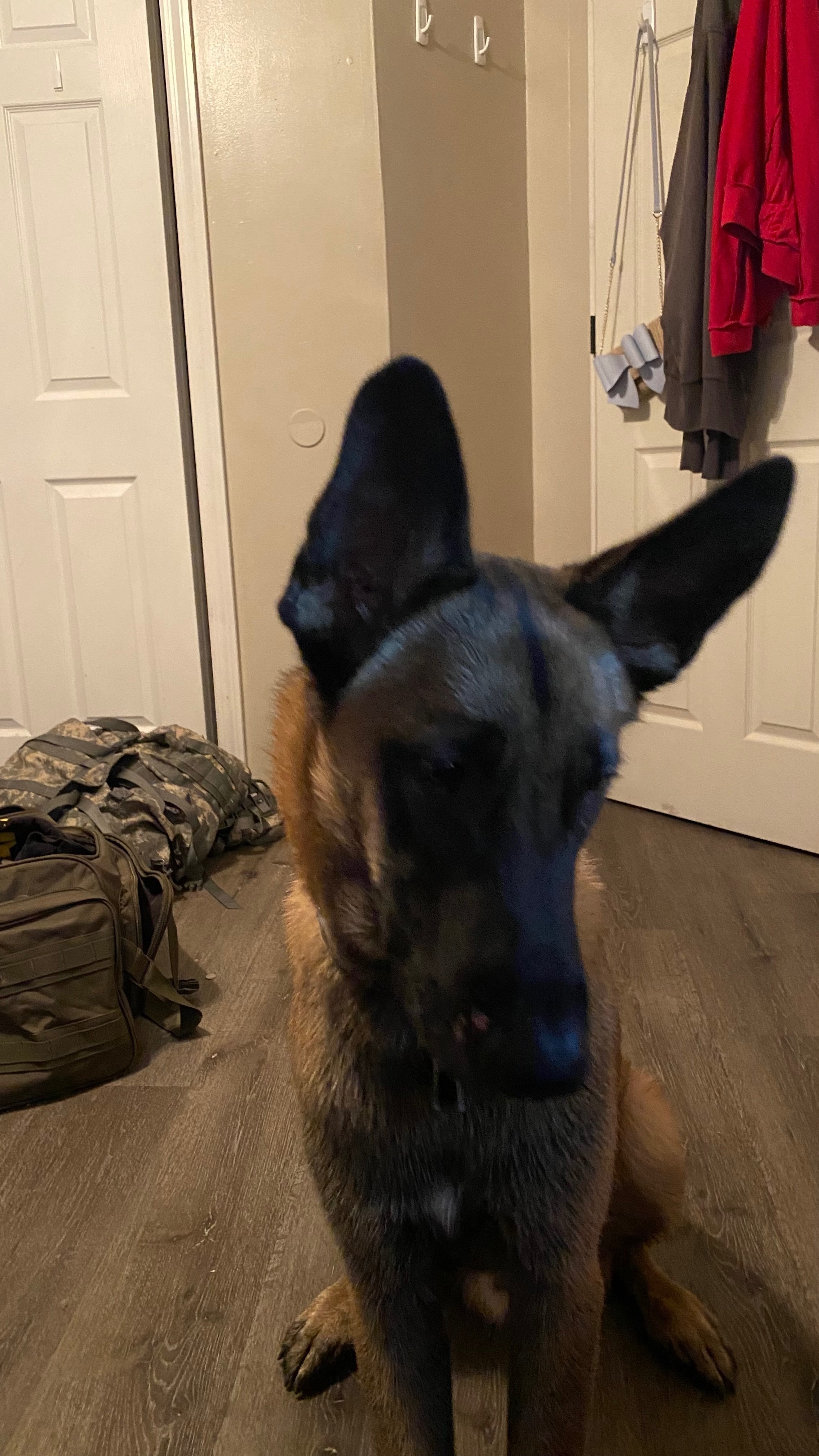 Lost Dog: Friendly Max in Jamaica, Queens