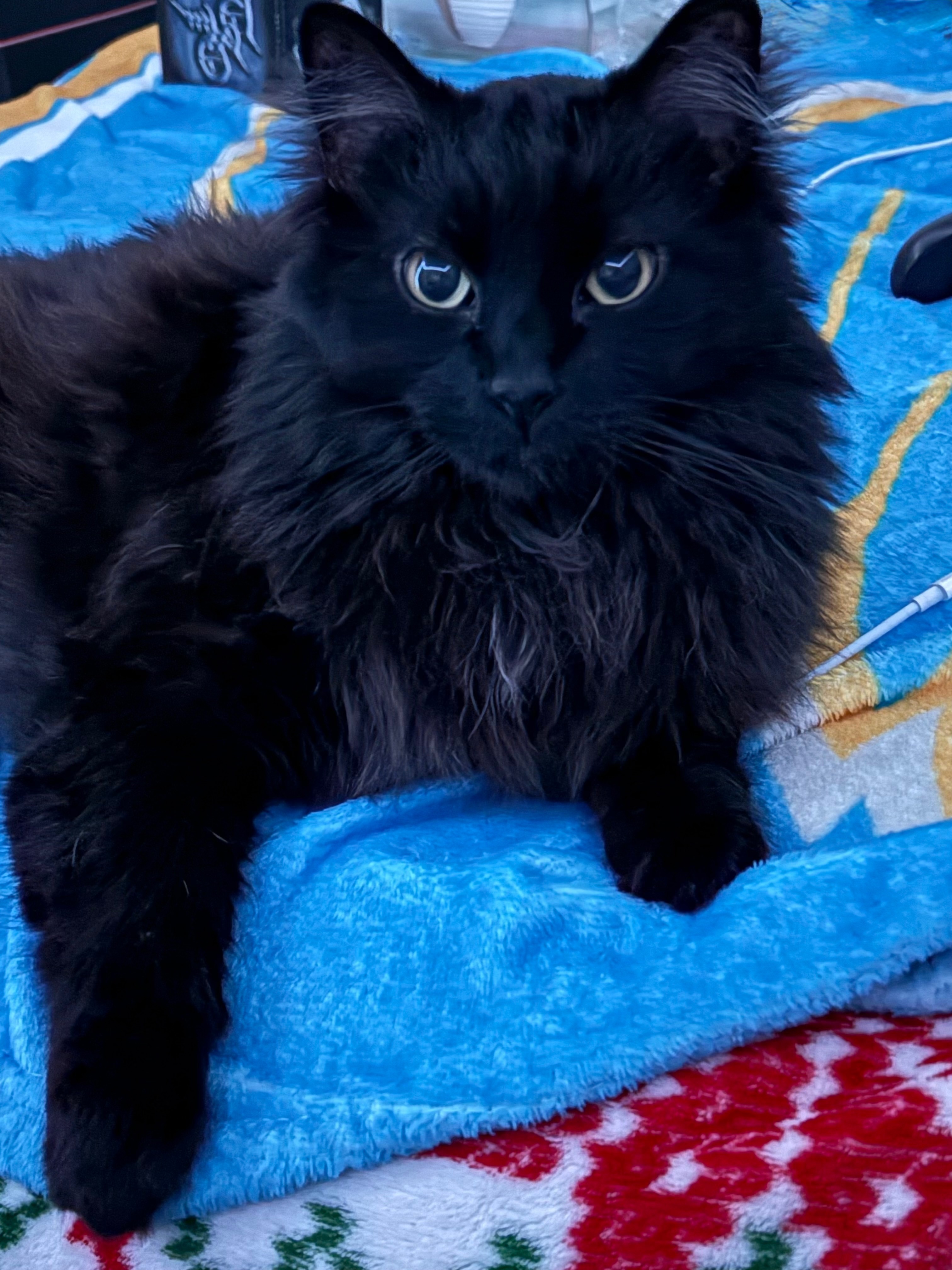 Missing: Large Black Cat, Lemay Area