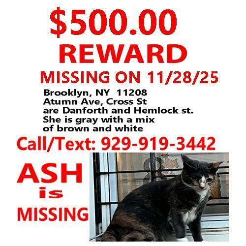 Lost Cat: Gray, White & Orange Mix - NY