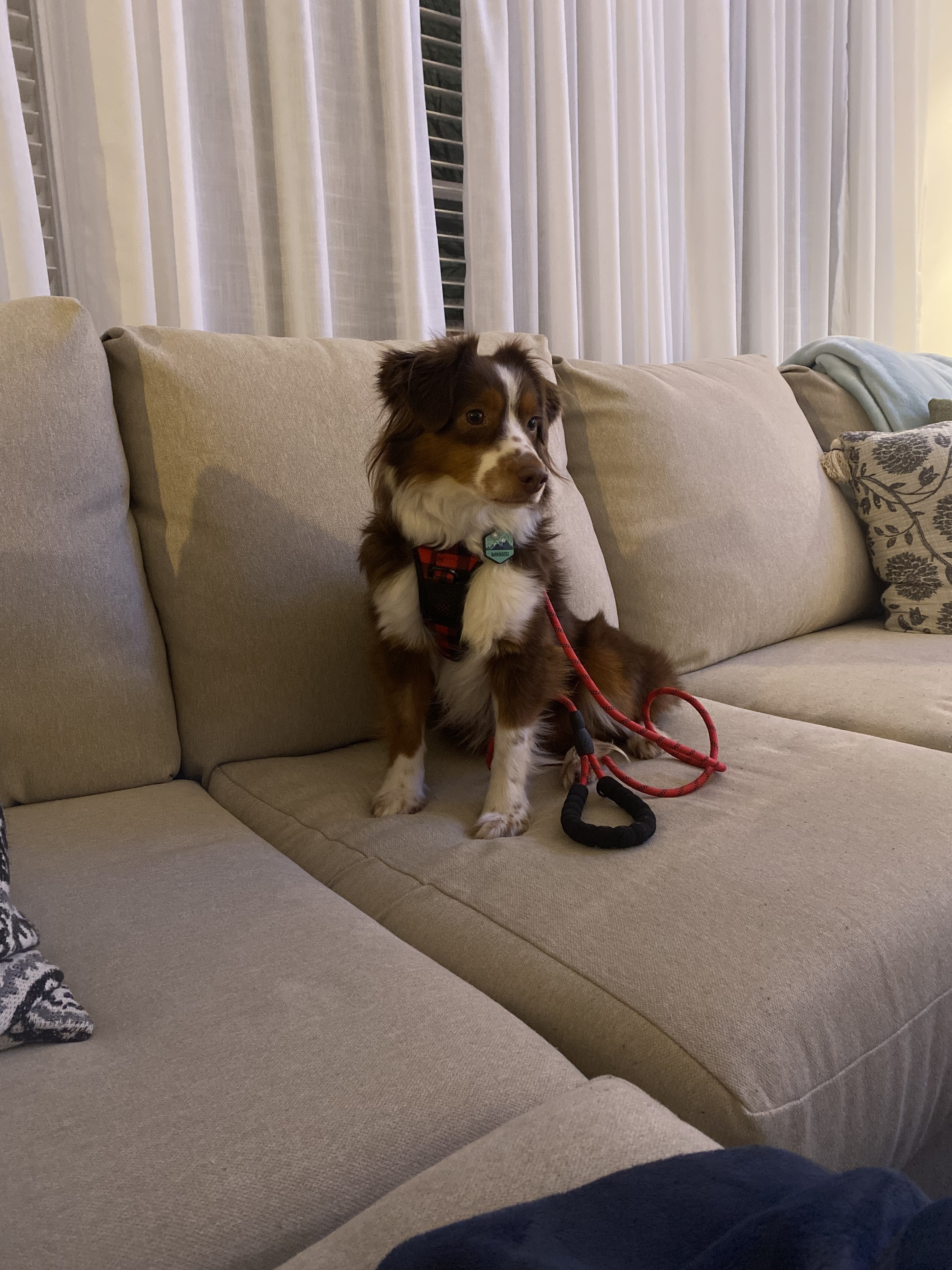 Lost Dog: Scared, Microchipped, Olathe