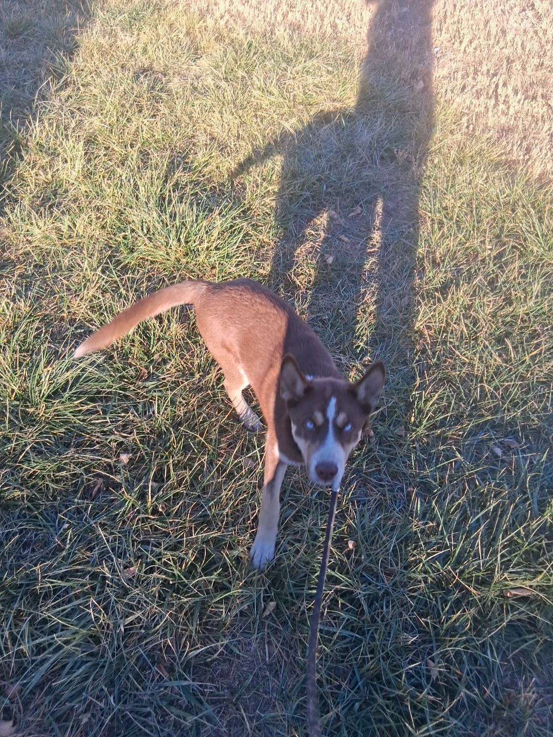 Help Find My Beloved Dog on Columbine!