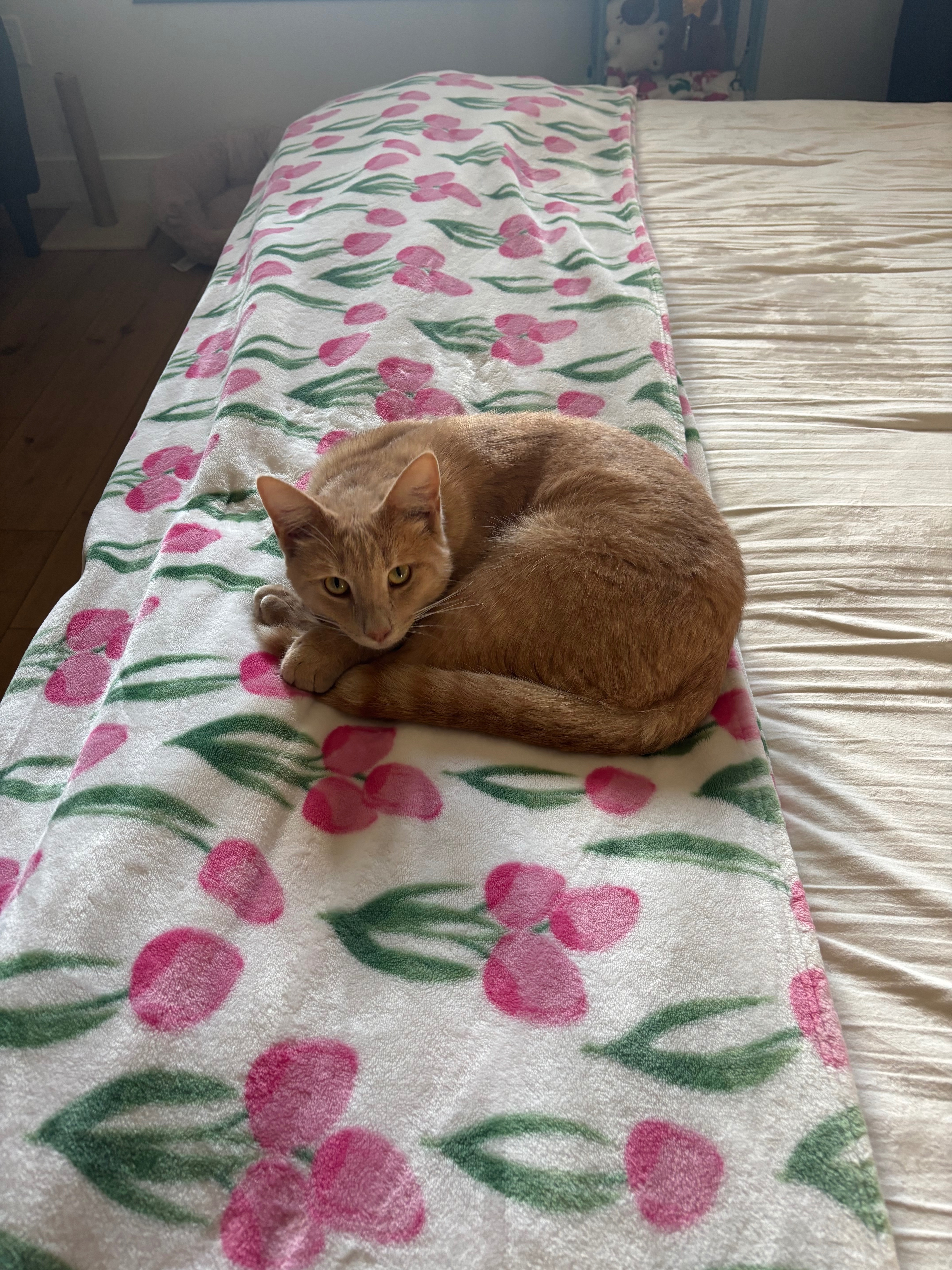Missing Tabby: Friendly Orange Striped Cat