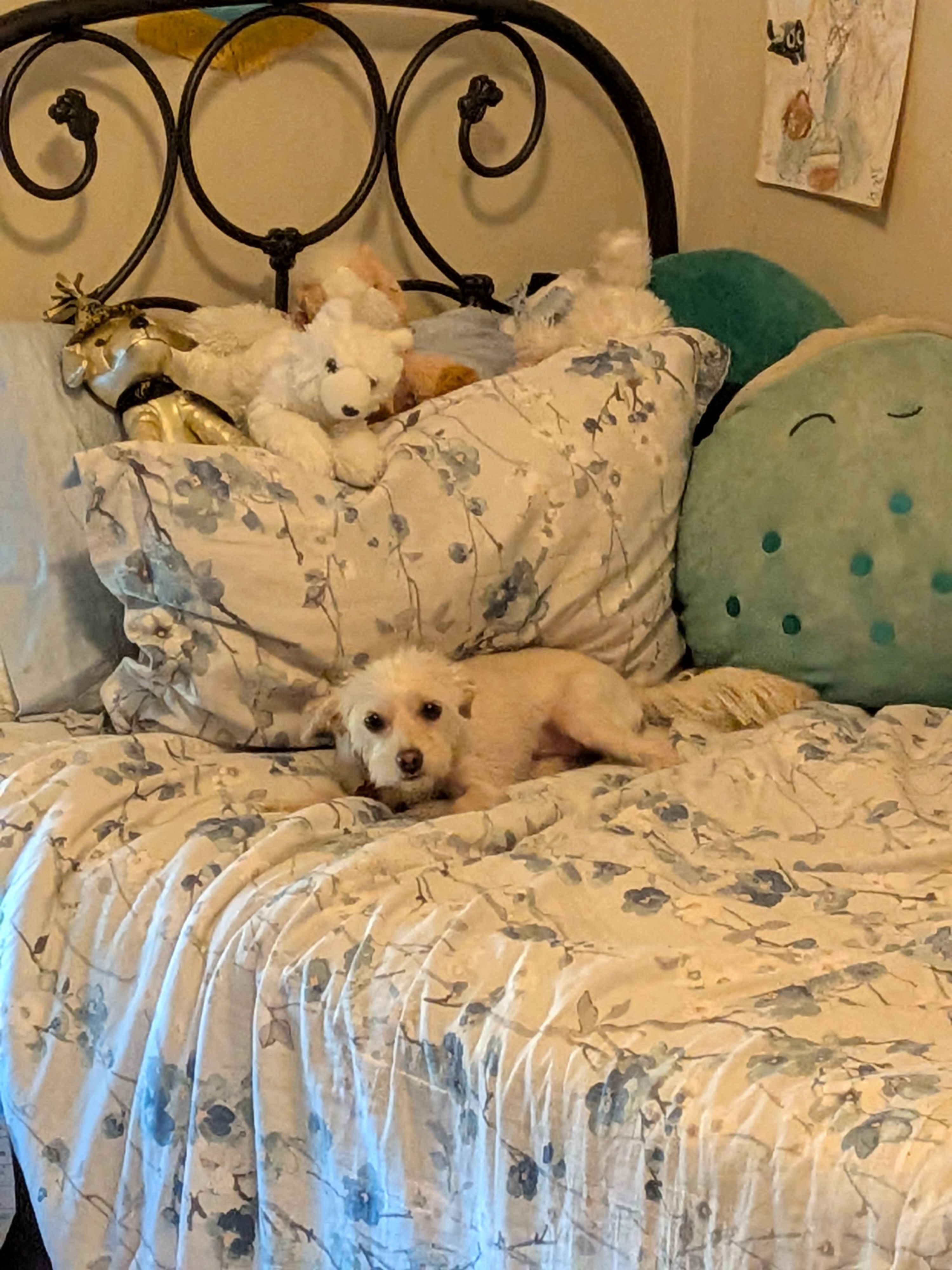 Lost White Terrier on Avenida Majorca