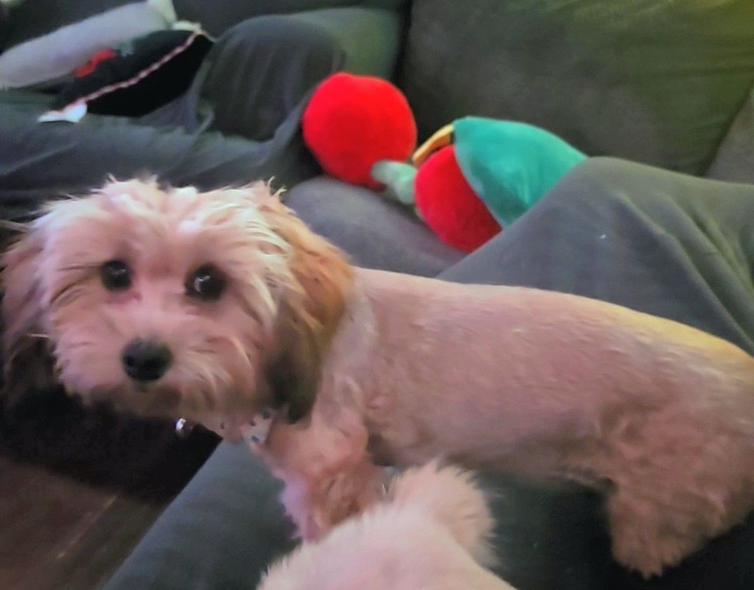 Lost Golden Dog Twixie: Pink C...