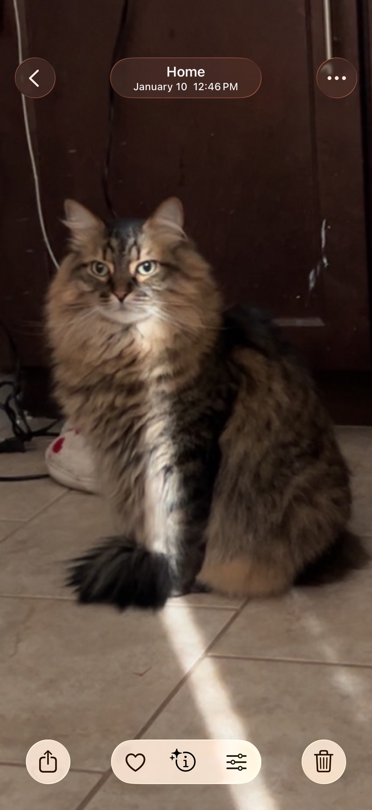 Lost Skittish Cat: East Culver, Scottsdale