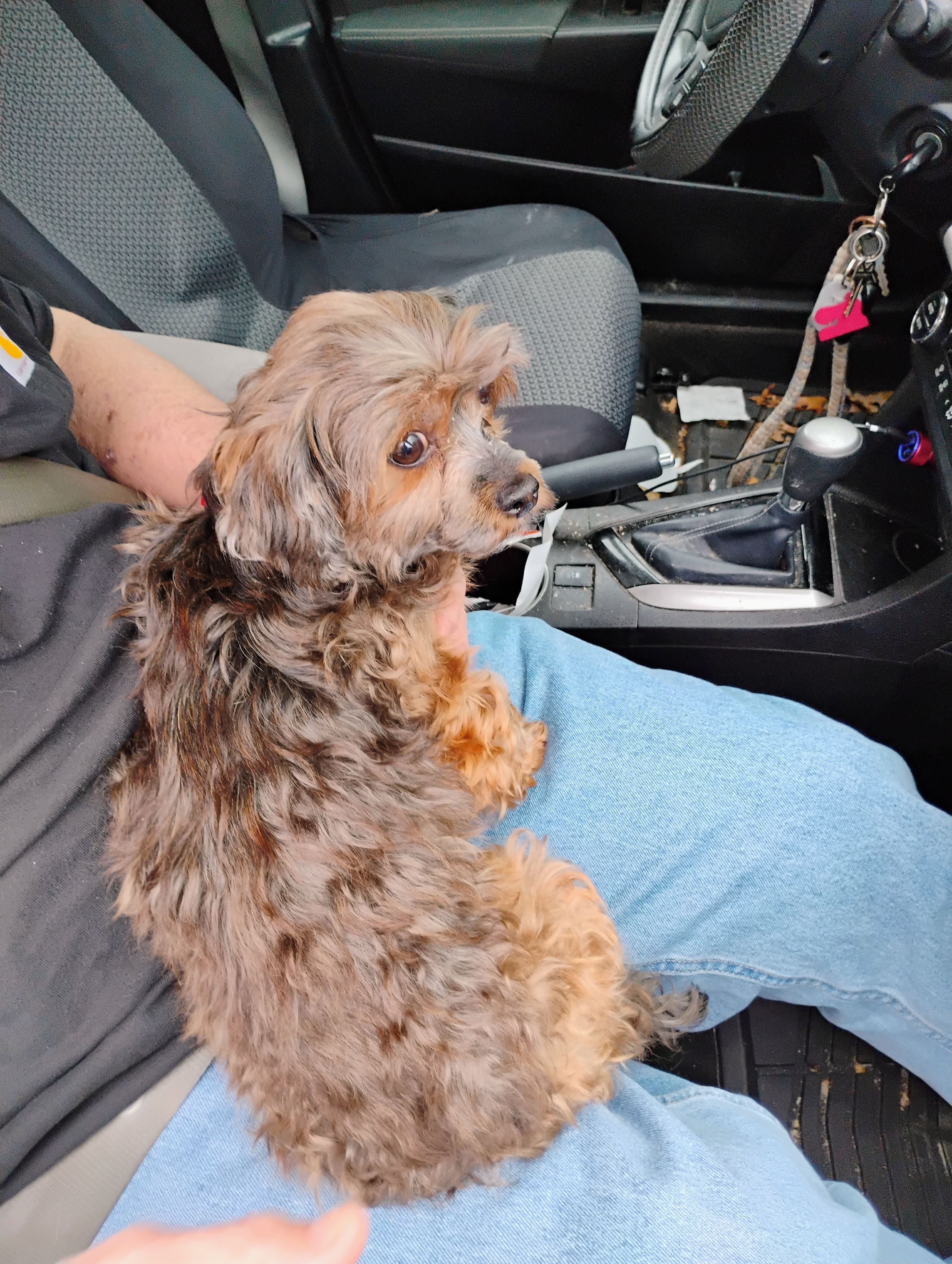 Lost: Skittish Yorkie Mix in W...