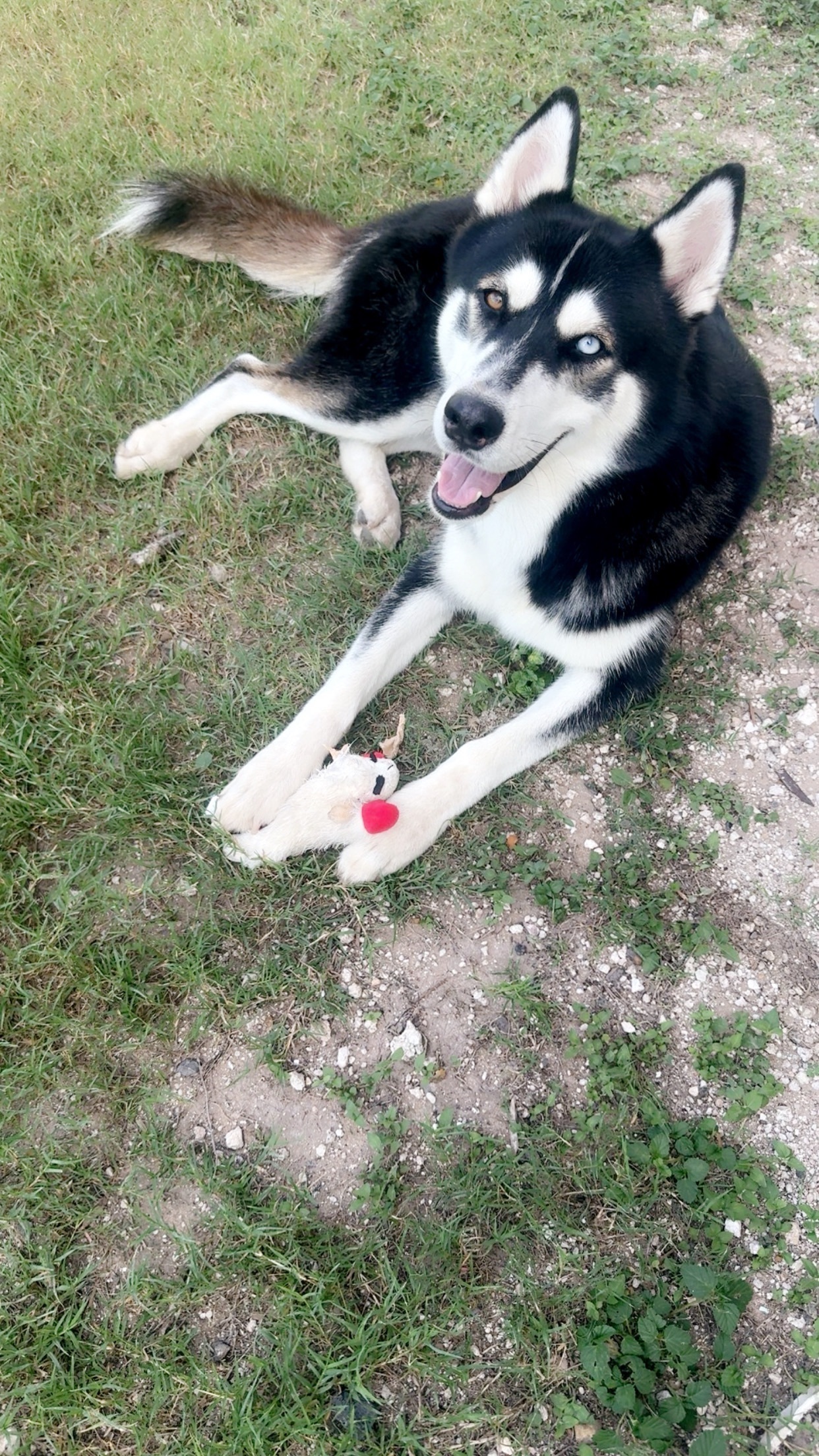 Lost Black Husky: Unique Eyes, Weslaco