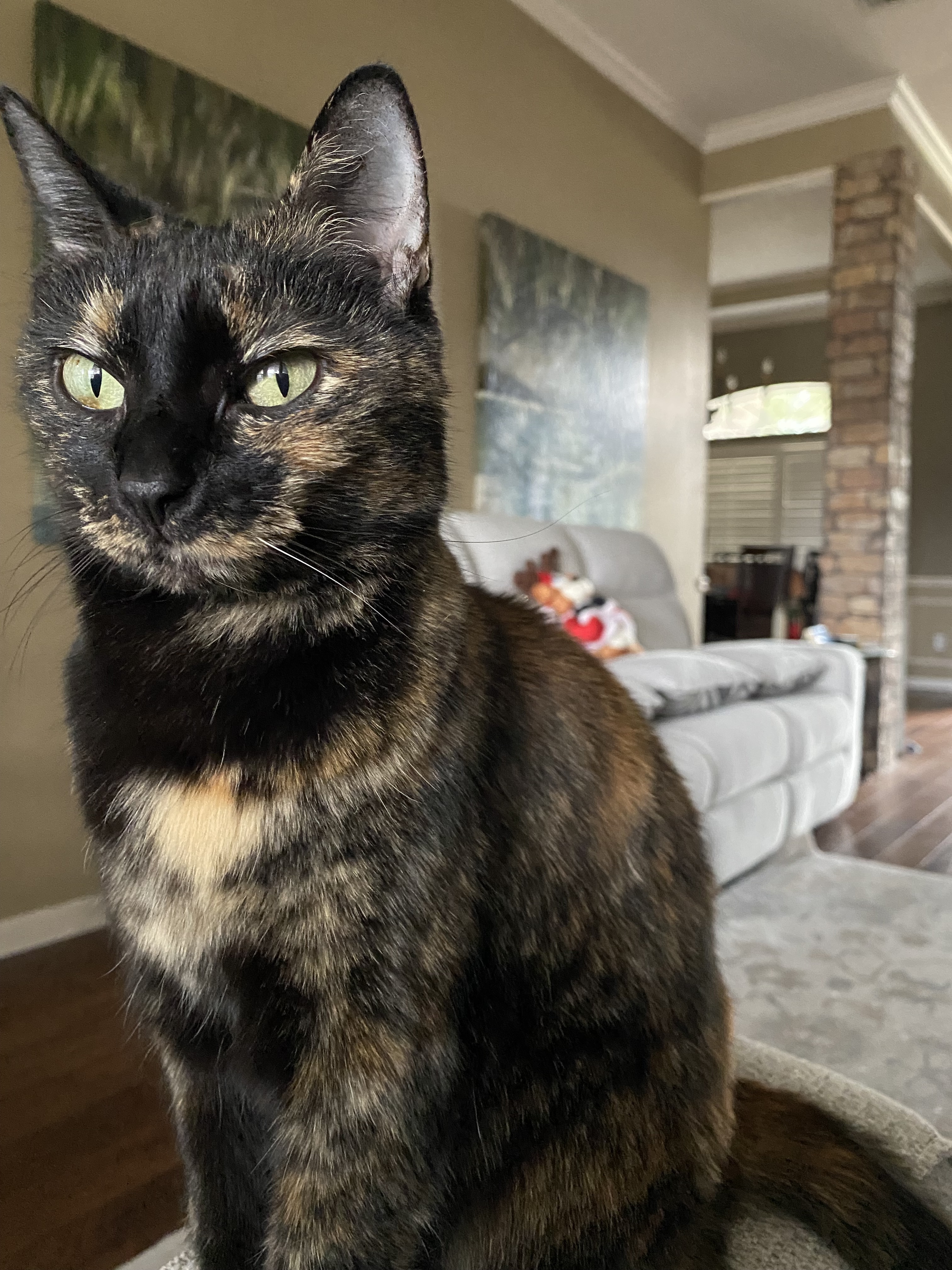 Help Find Bonita: Lost Tortie in Waco