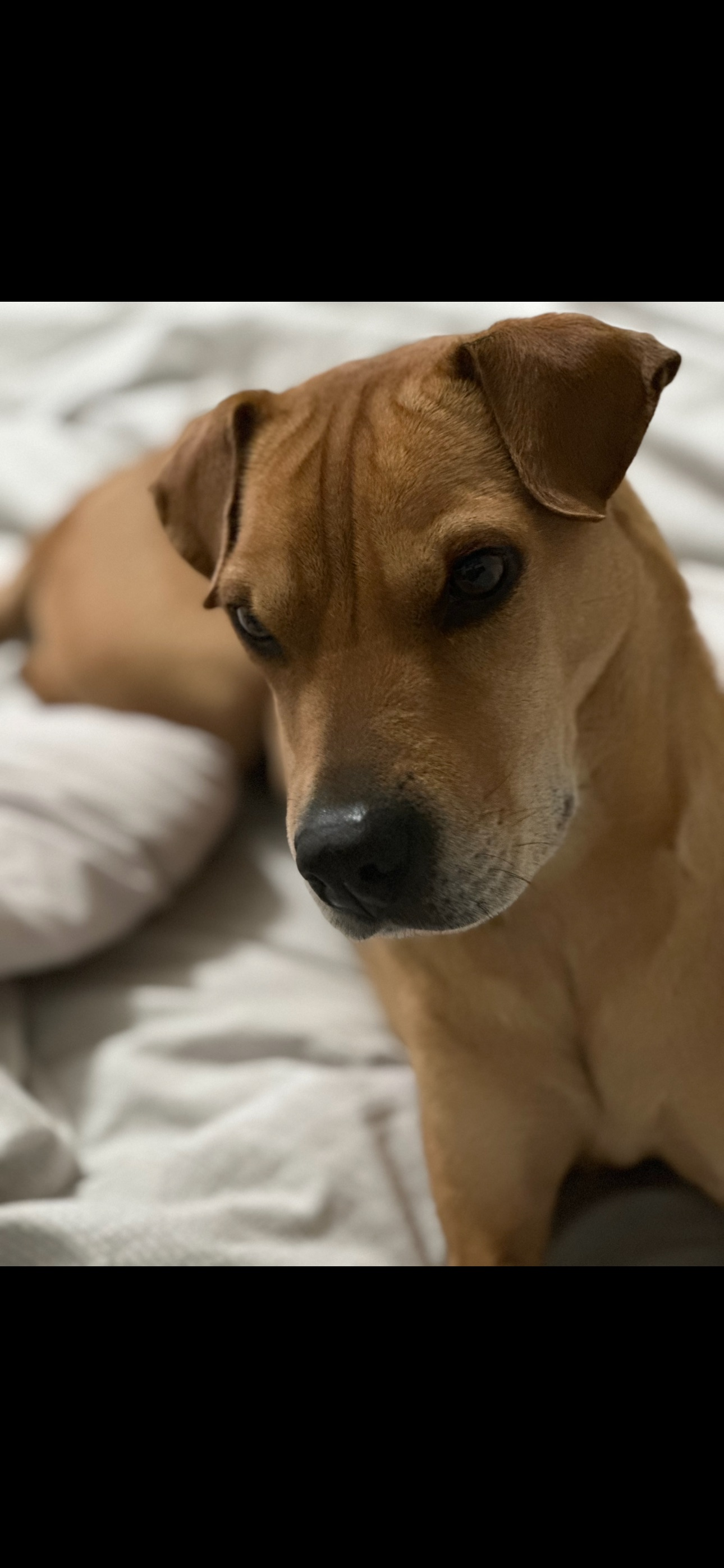 Lost: Friendly Brown Dog Like...