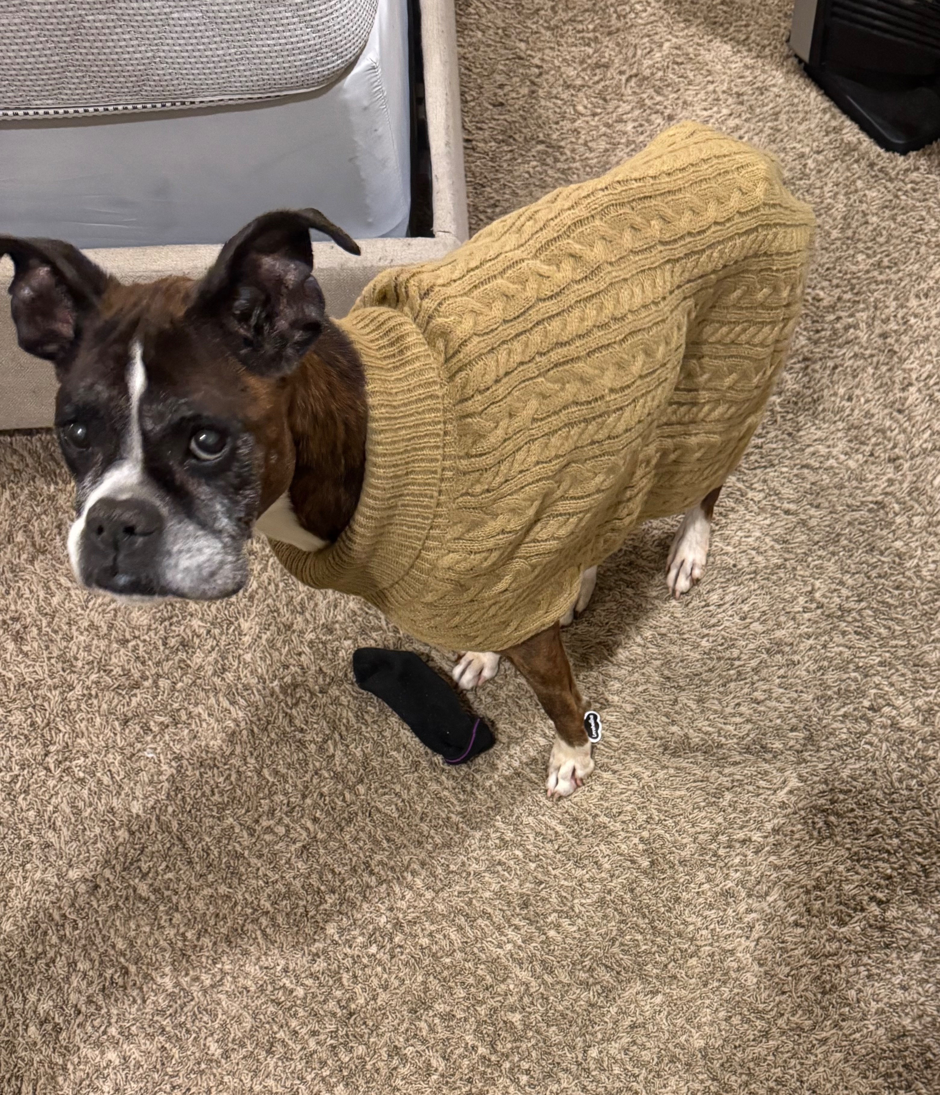 Lost Dog: Brindle with Heart Marking