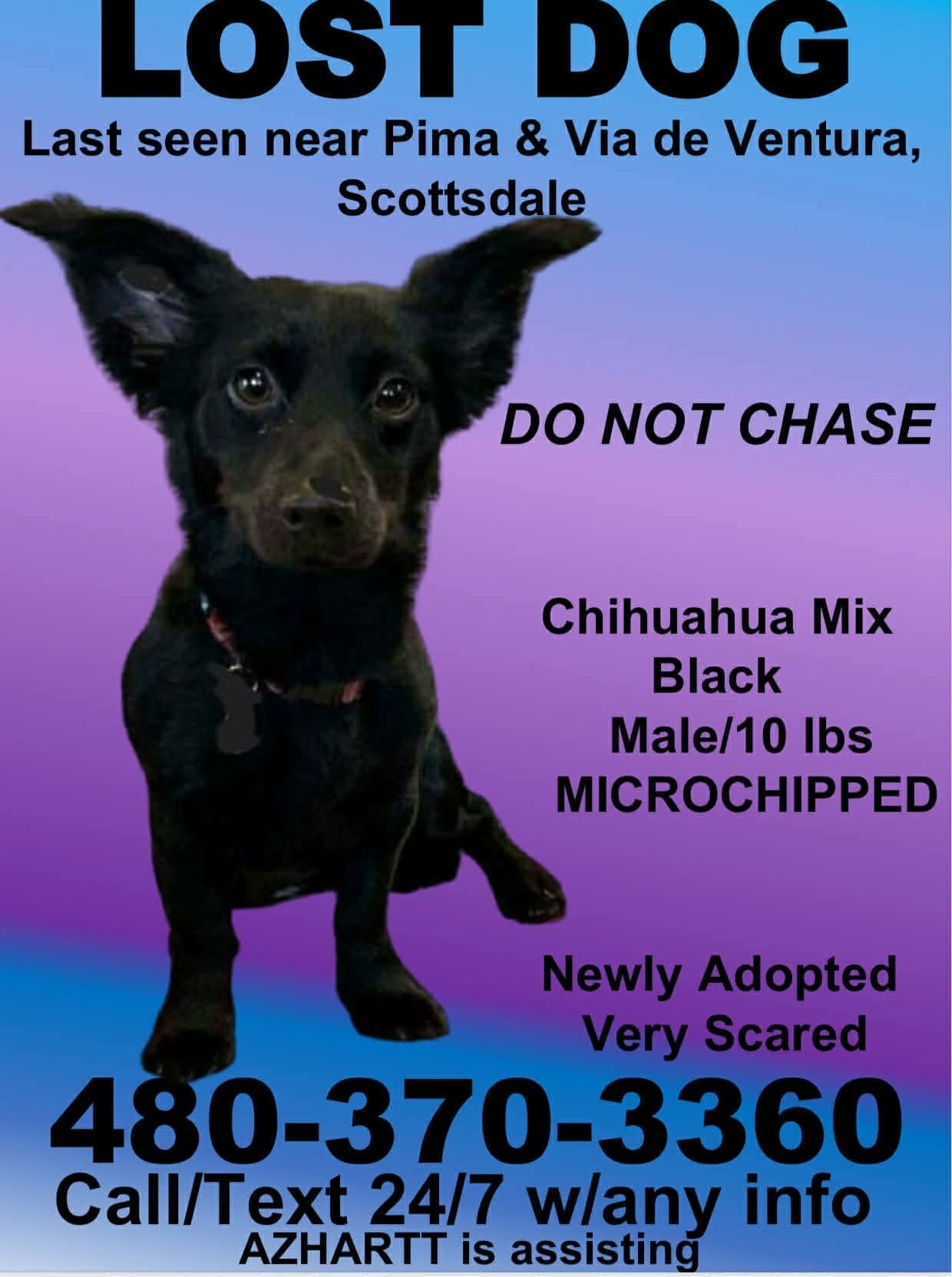 Lost Black Chihuahua in Scottsdale: Help!