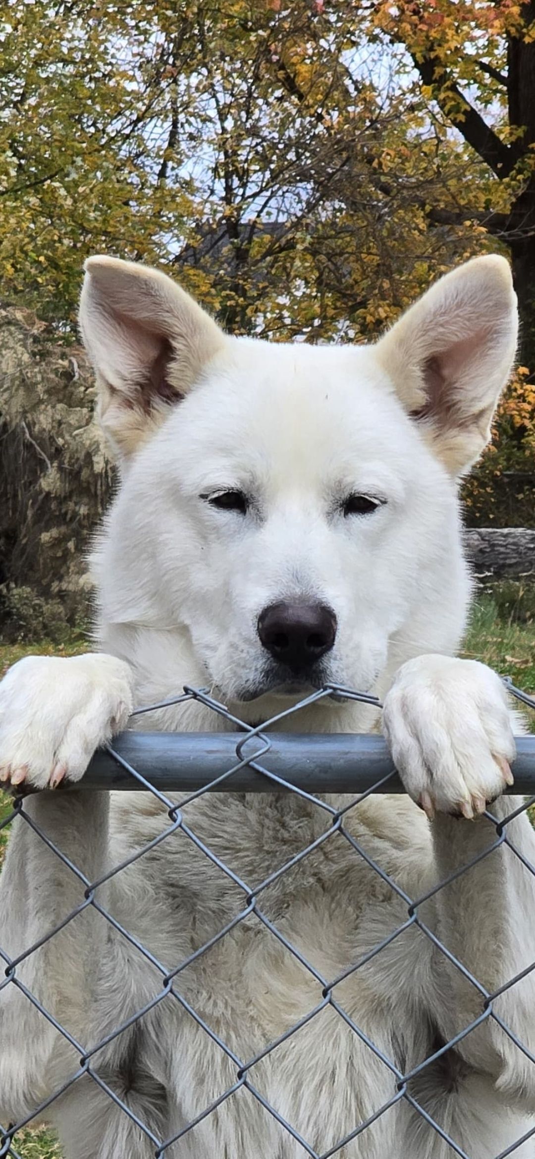 Lost Large White Dog in Louisville