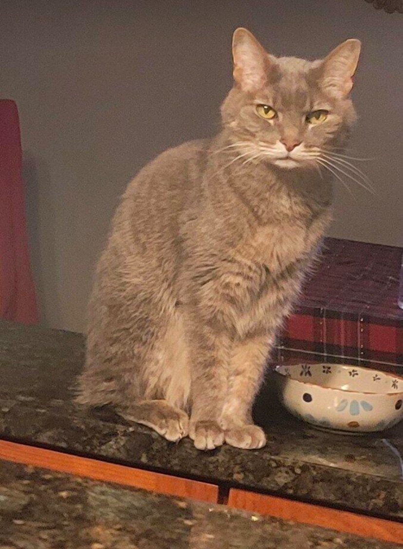 Lost Chatty Grey Cat on Sils Ave, 1912