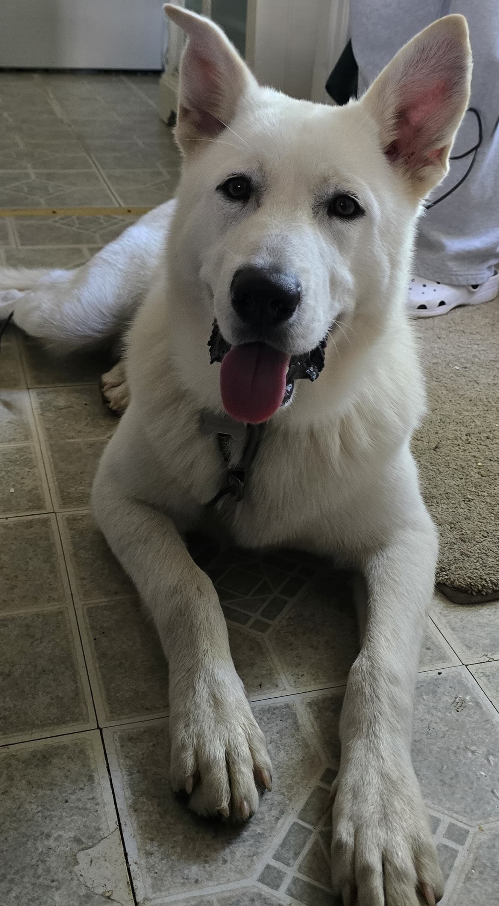 Lost Large White Dog in Louisville 40219