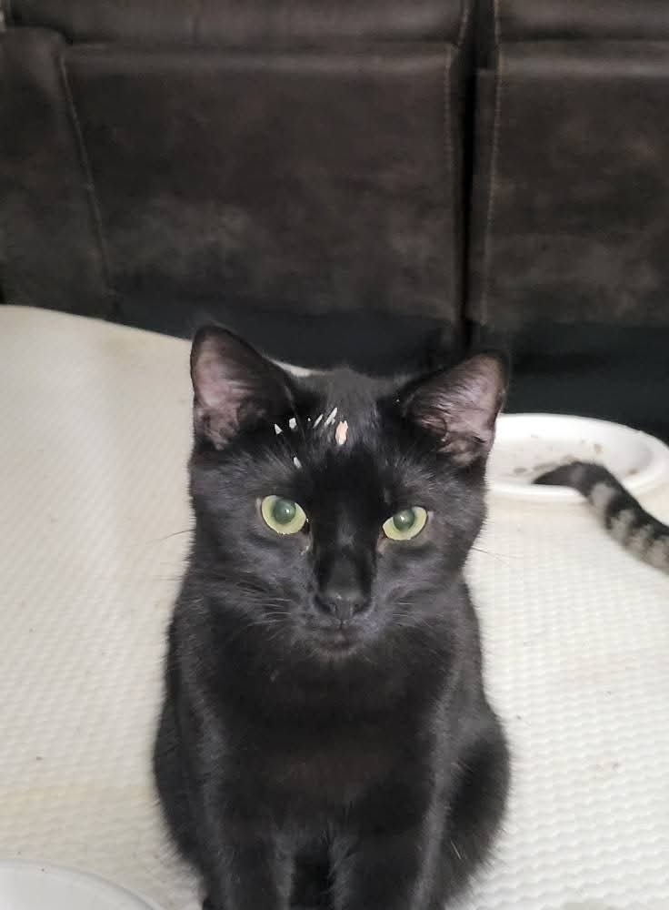 Lost Black Cat: Friendly, Needs Caution