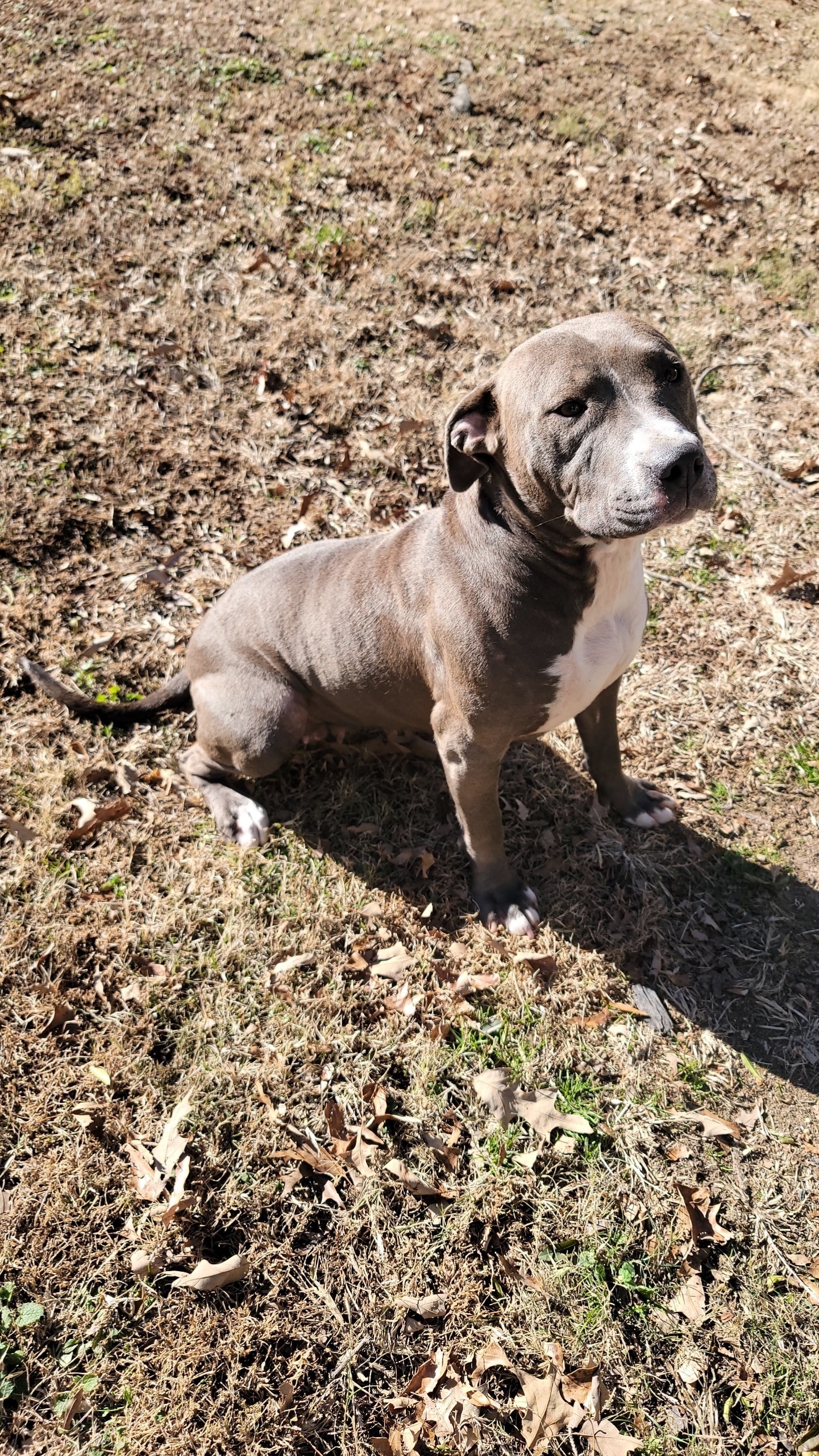 Found: Sweet Gray & White Dog, Falcon Dr