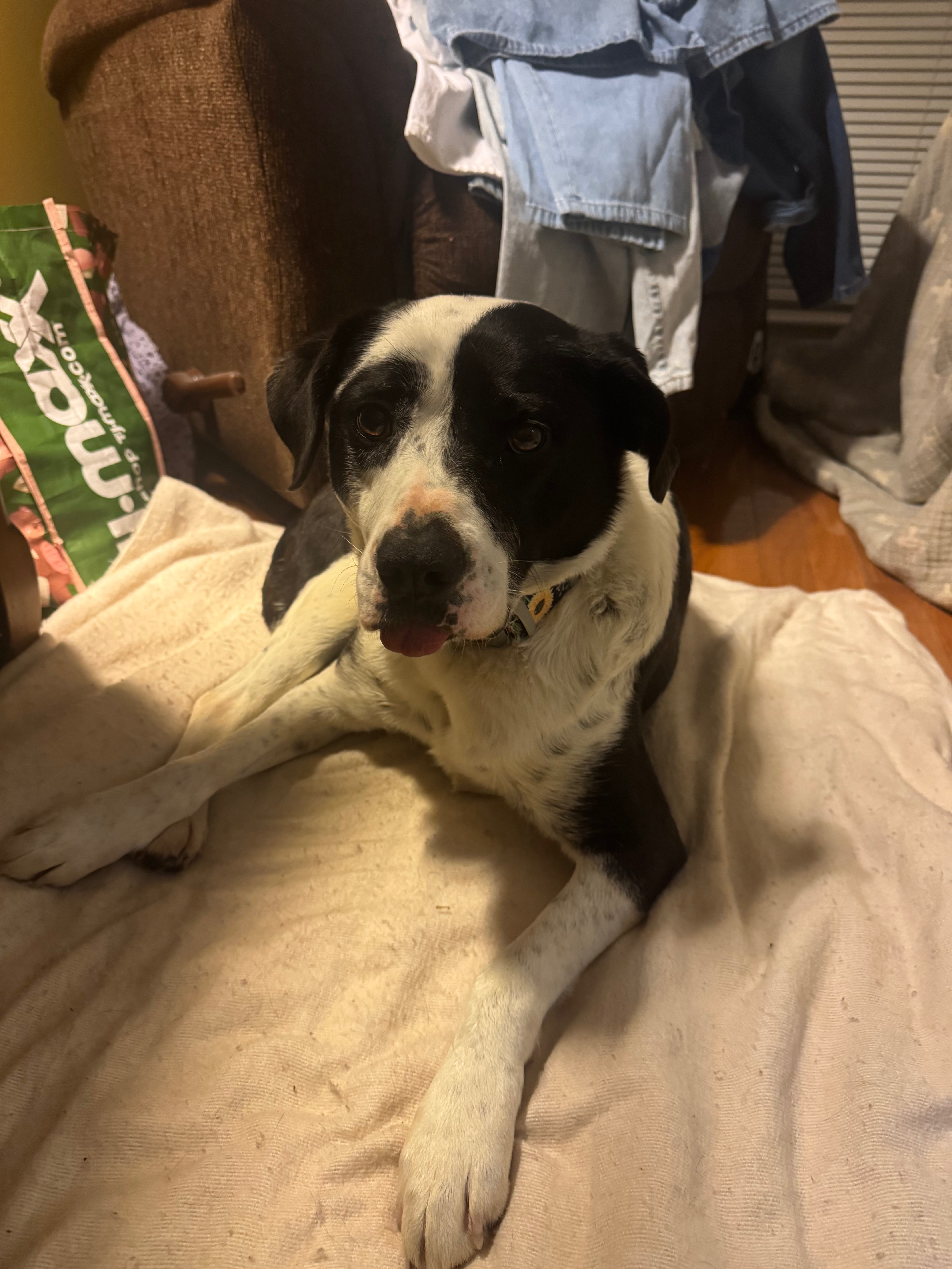 Lost: Skittish Dog in Pink Harness, Birmingham