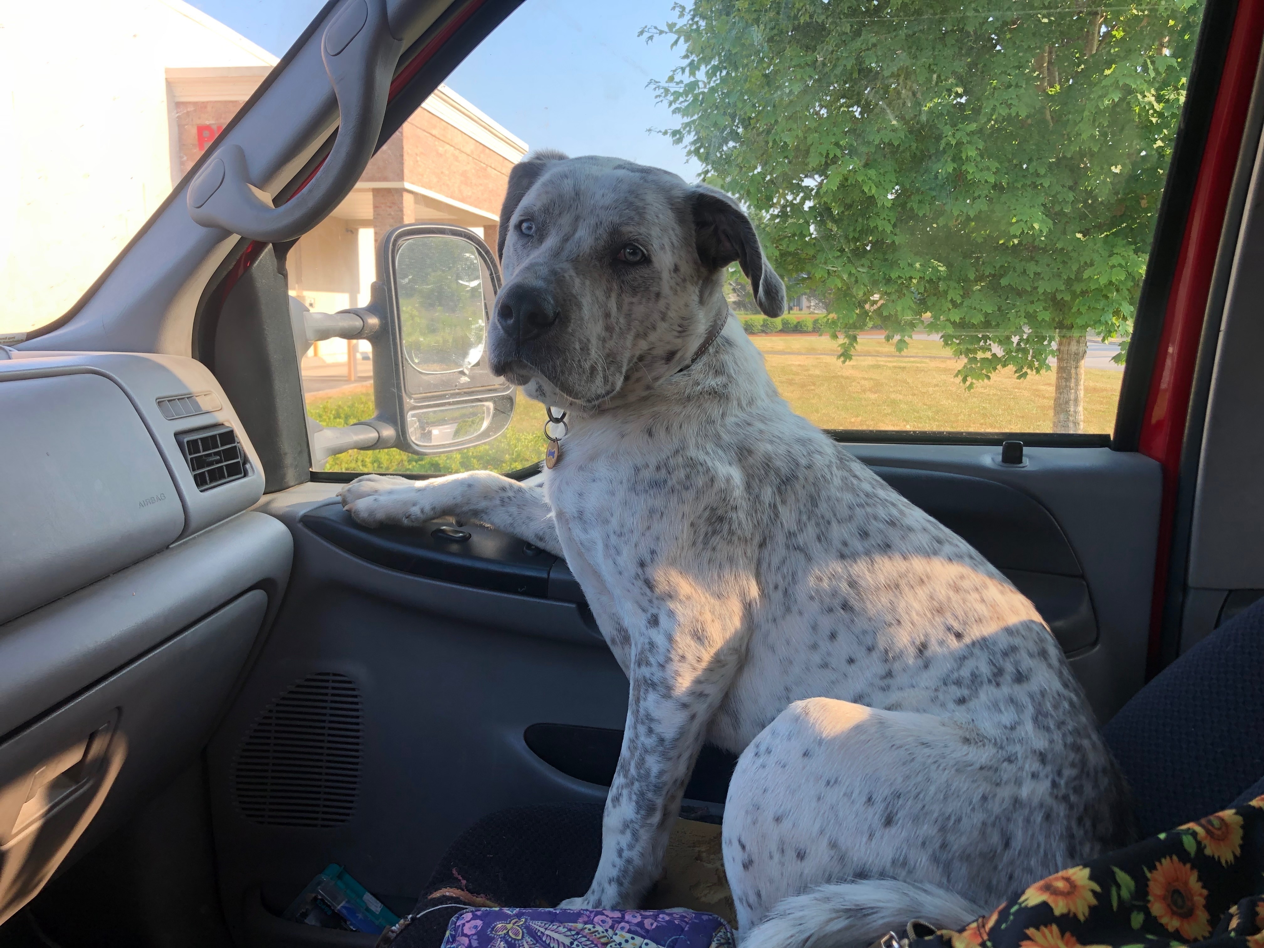 Lost Dog: Spot on Head, Chestuee Rd