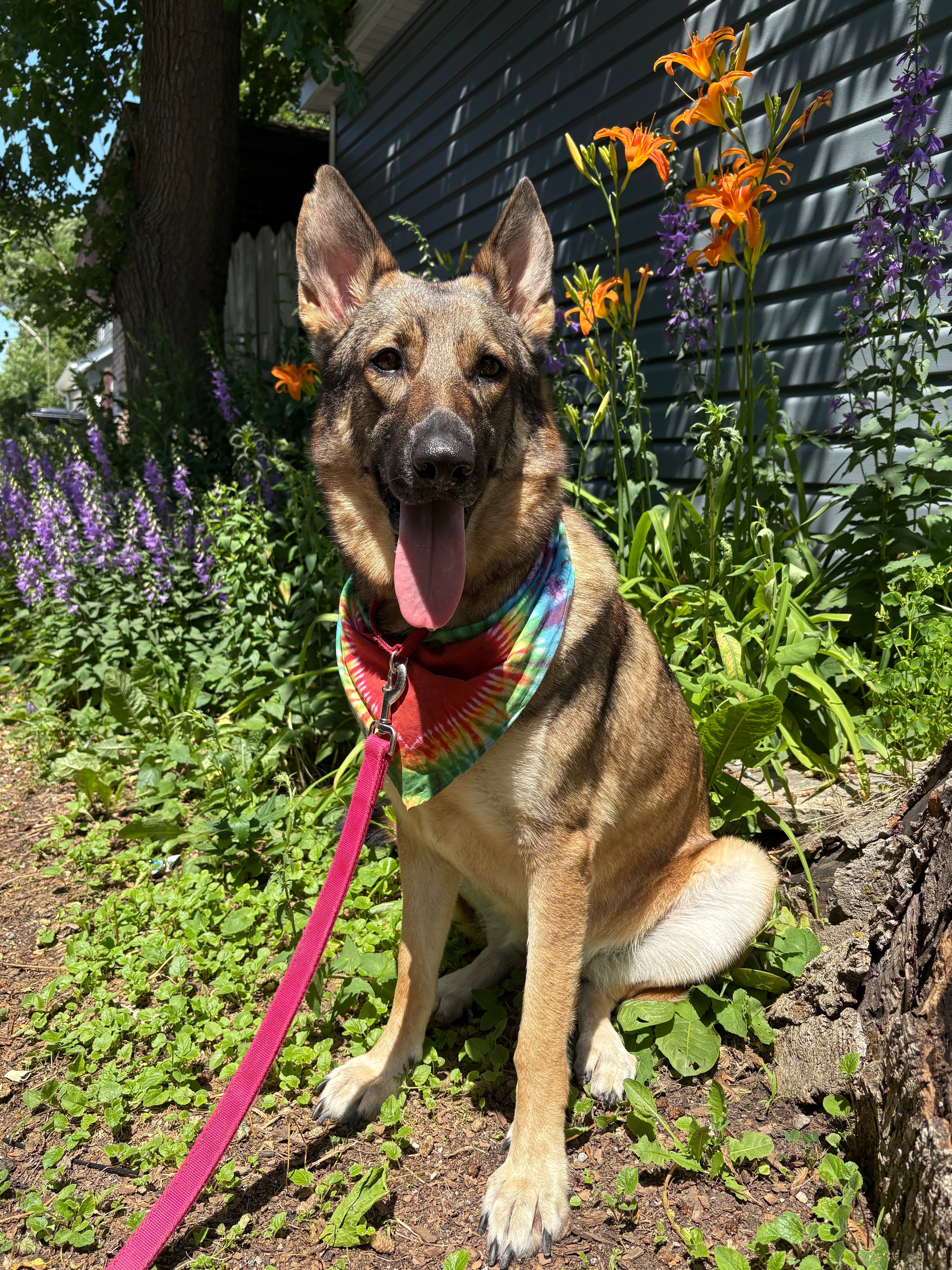 Lost Shepherd Mix: Notched Ear, Sweet & Playful