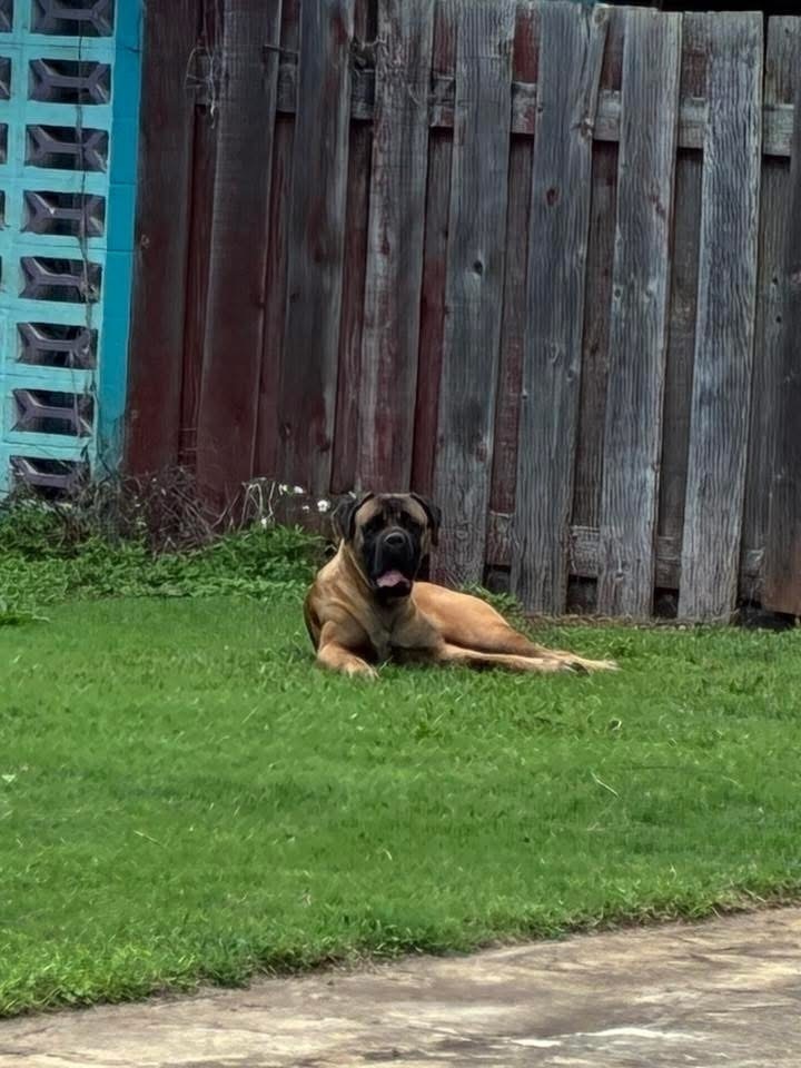 Lost Mastiff Mix: Tawny & Black Mask