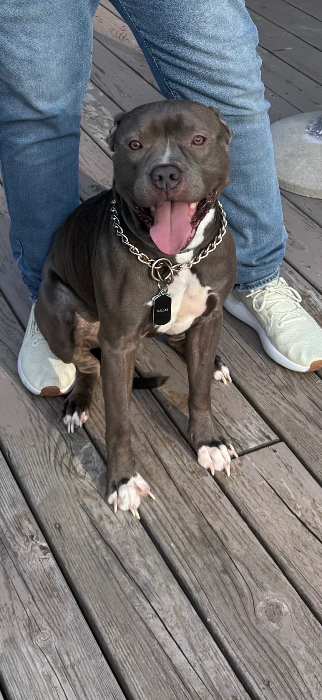 Lost Grey Staffy: Stowell Rd, Lindley