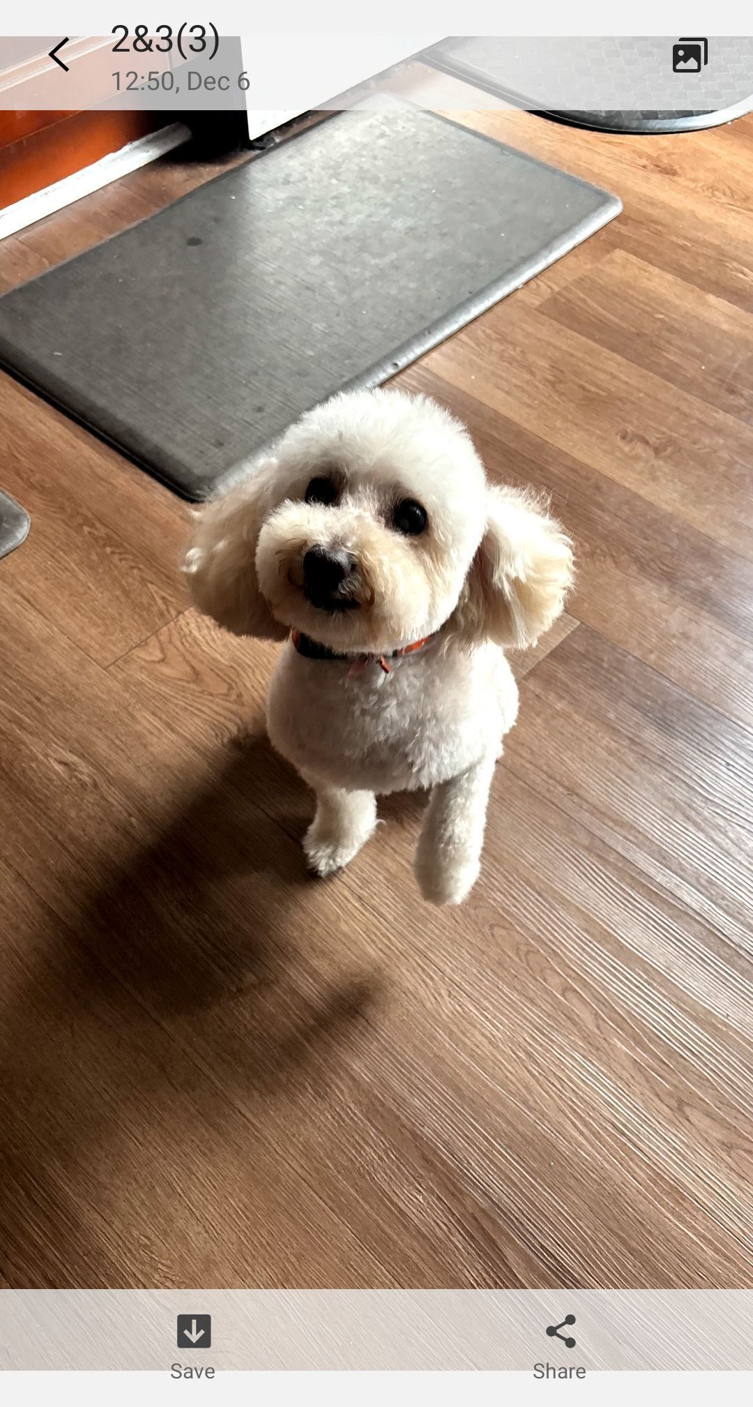 Lost Toy Poodle on Chadbourne Drive