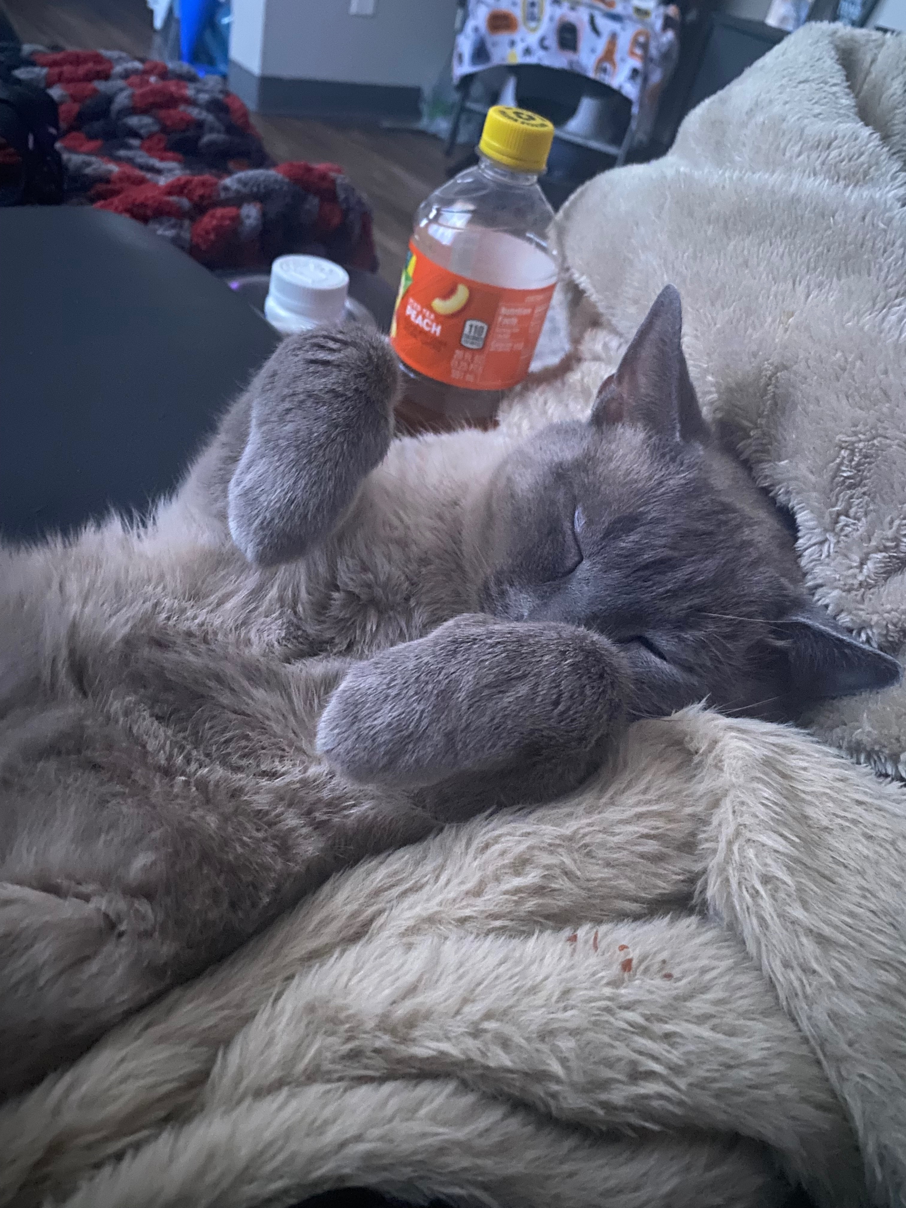 Lost Sweet Indoor Cat - Holbrook Dr, TN