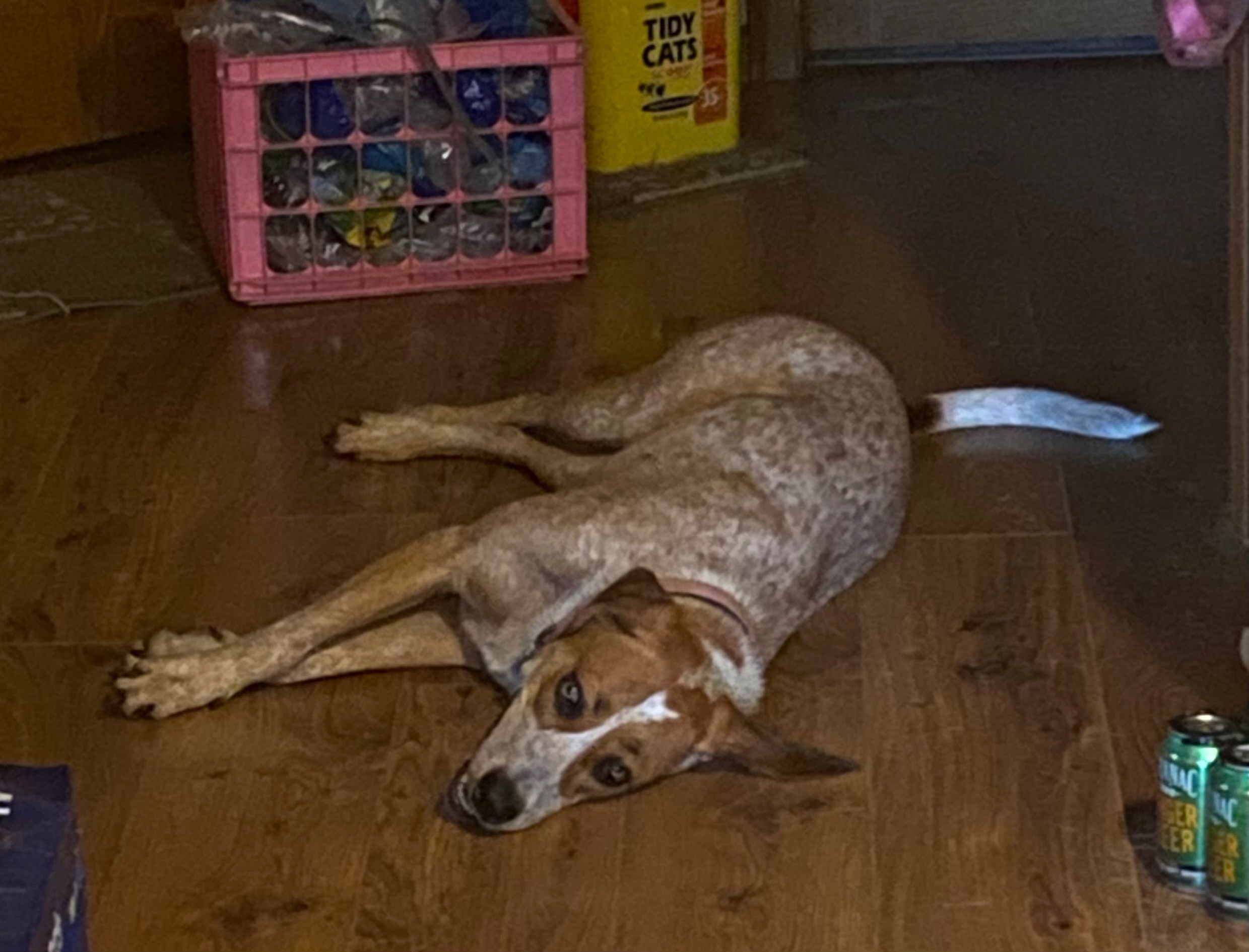 Lost Dog: Red Healer Mix, Floppy Ears