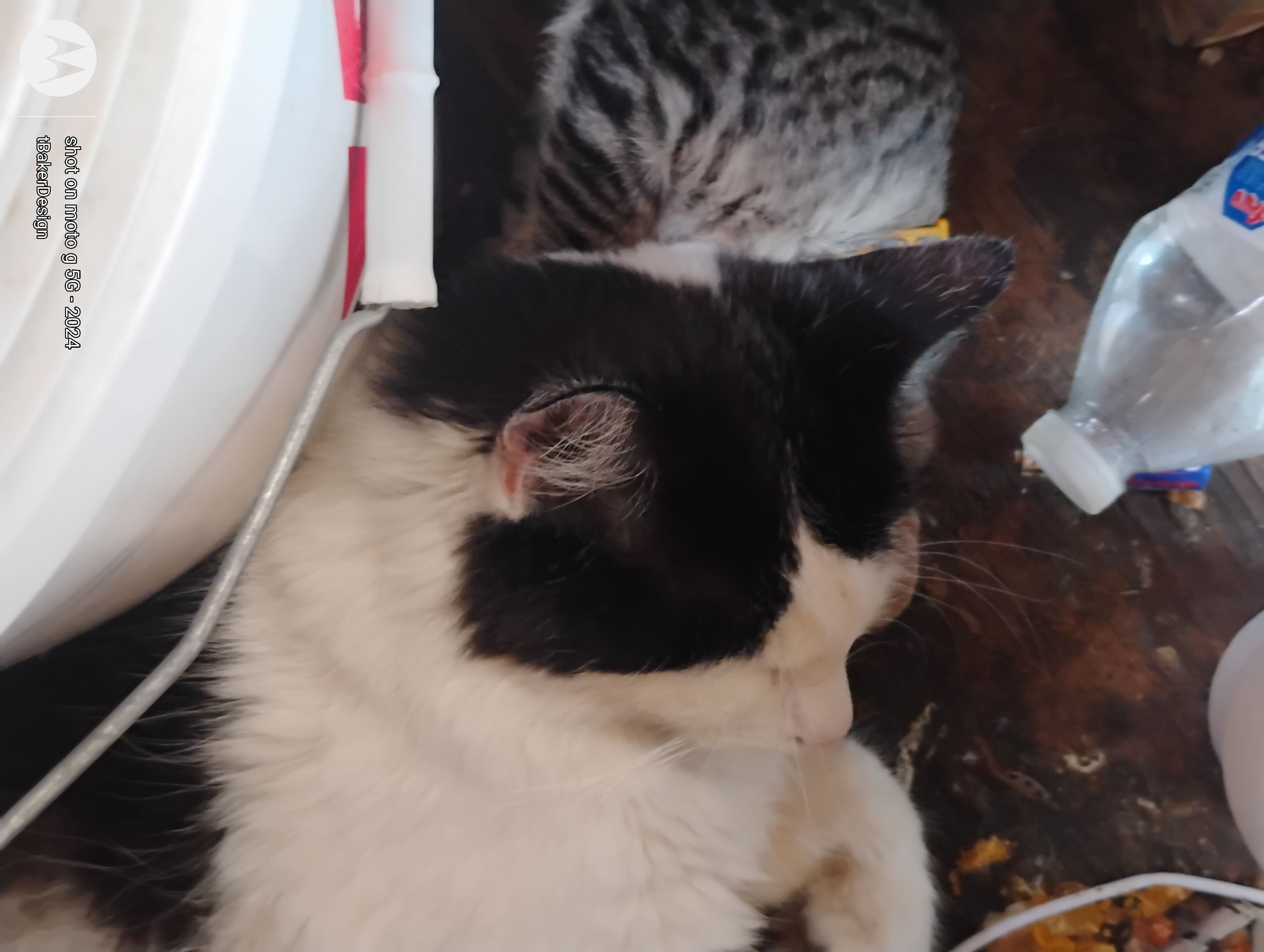 Lost Tuxedo Cat: West Peoria Ave, Glendale