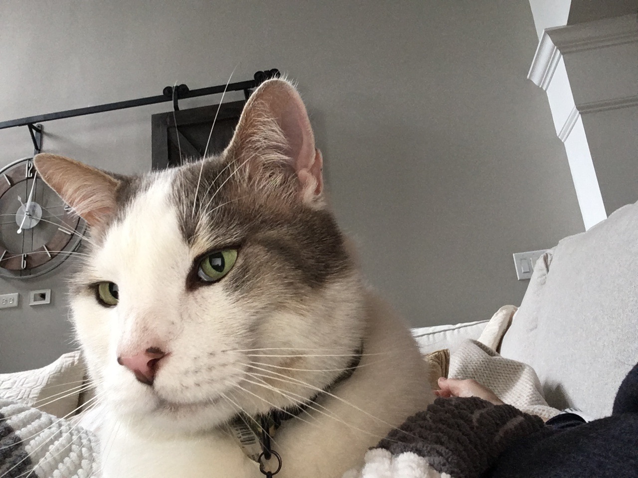 Lost Social Cat: Blue Tag, Shinnville NC