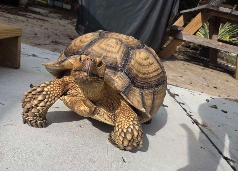 Lost Pets: Bird & Tortoise Esc...