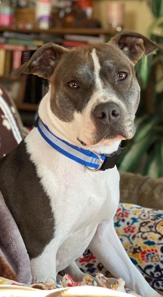 Lost Pit Bull: Brown & White in Port Jeff